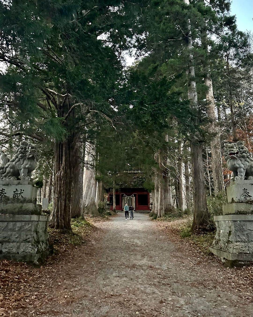 布袋寅泰さんのインスタグラム写真 - (布袋寅泰Instagram)「ホテ散歩@長野。戸隠神社の奥社へ。日の入近い紅葉の美しいバードラインを抜け奥社参道入り口へ。約2キロの参道途中には藁葺き屋根の随神門があり、その先は天然記念物に指定されている樹齢約400年超えの杉並木が続く。日本神話「天岩戸開き神話」ゆかりの神々を祀ったパワースポット。物凄いエネルギー。凄かった。芸能の神様が祀られてると言われる火之御子社に健康祈願のお参りをし目を開けた瞬間、ふと天に心が通じた感覚を得る。来てよかった。しかし、これはもう「散歩」とは呼ばんだろう（笑）陽の落ちた参道を歩きながら胸が踊る自分につぶやく。巡礼か。 #布袋寅泰 #ホテ散歩 #戸隠神社 #巡礼か」11月3日 18時38分 - hotei_official