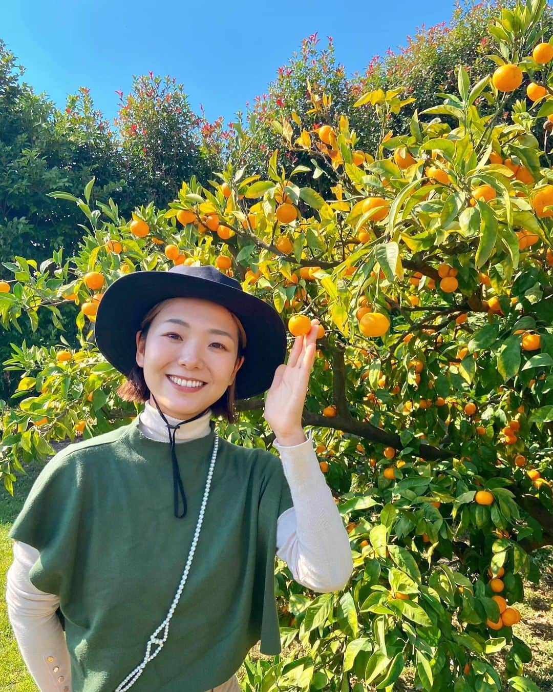 森万由子のインスタグラム：「鹿児島はみかんのおいしい季節が始まっています🍊  かごしまぐるりで働き始めた1週目。  #鹿児島アントレプレナーシップ に参加している学生のみなさんと規格外野菜の活用に向けた取り組みの一環として、いちき串木野市の池之上果樹園さまで研修を行いました。  ジュースを飲んでいるかのような甘さで美味しい極早生みかん🍊  そして日置市の鹿児島オリーブさまへの訪問🫒  オリーブオイルにポン酢や塩を合わせると、豆腐や鳥刺しに合う！と水流社長から教えていただき、早速その組み合わせを試したいとうずうずしました！  それから11月11日にオープンした友人のカフェ @haf_coffee_stop に訪問！  バナナシェイクも濃厚で程よい甘さが超おいしかった！ 居心地も最高でした！」