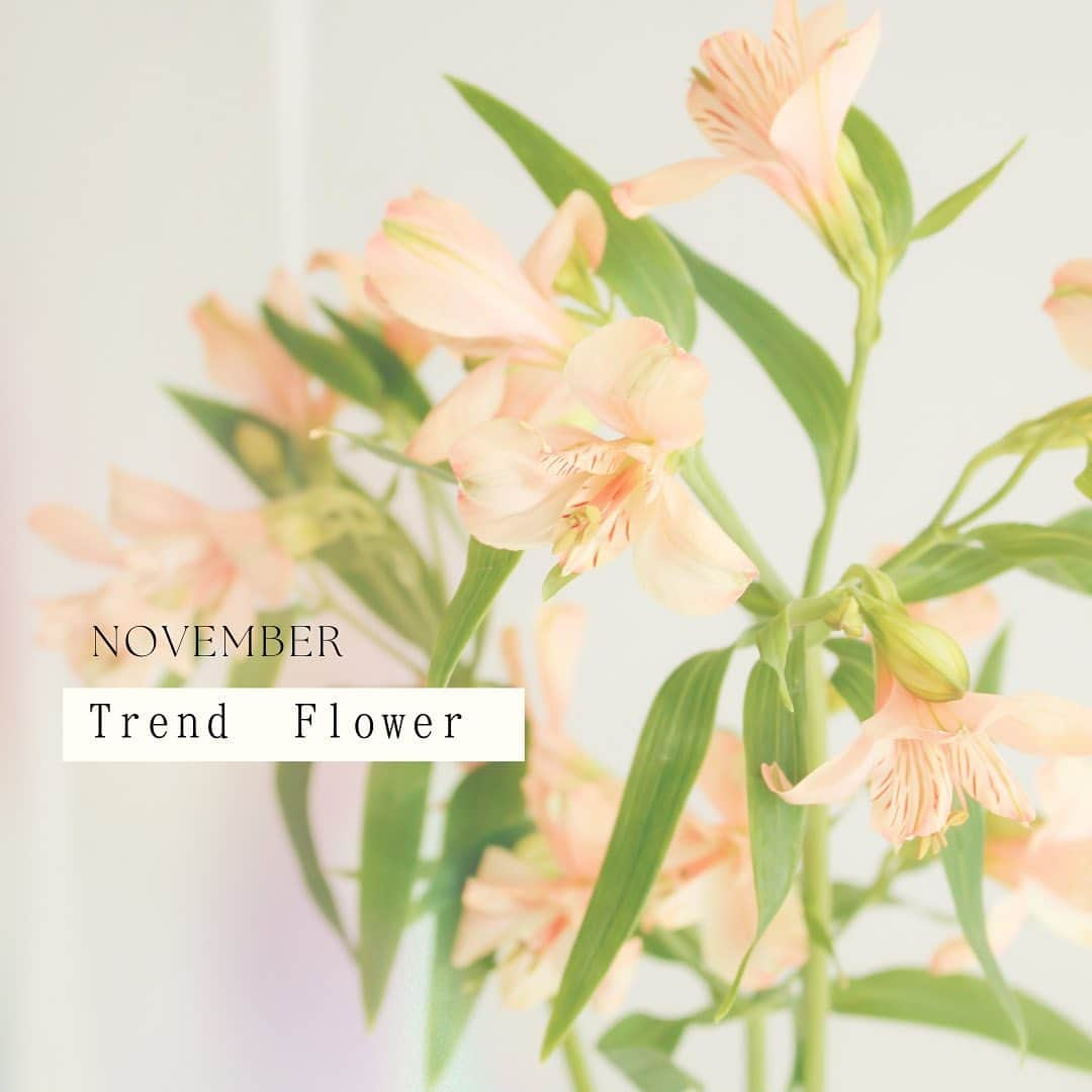 アルマリアンFUKUOKA　公式のインスタグラム：「＝trend flower＝  【アルストロメリア】   花弁に条斑が入った模様がユニークで 特徴的な花の付け方をしたお花 ”アルストロメリア”  咲き方・色の種類が多く 切り花は通年流通しています 基本の花期は初夏ですが 秋から咲く四季咲きの品種も   花言葉は「持続」「未来への憧れ」 切り花でも2週間弱咲き続ける花持ちから 由来しているそうです  最近では班のない種類や淡いカラーの品種なども増え ウェディングのシーンにも登場する機会が増えています  エキゾチックな雰囲気から柔らかい抜け感のある雰囲気 どちらも楽しめるオシャレなお花です！   「LAGUNAPRIER（ラグナプリエ）」の公式instagramをリリースしました✨  @lagunaprier    ラグナプリエでは花を通して  新郎新婦様からご両親 親族 ゲストへ 感謝の想いを「伝え」  花を通して 人 時間 想いを重ね  コンセプトメイクします   ラグナプリエが手掛ける 結婚式のコーディネートをお楽しみください🌸🌸🌸     #lagunaprier #weddingflower #bridal #bridalflower #bouquet #weddingbouquet  #flowercoordinate #escrit #escritwedding #flower #ラグナプリエ #ウエディングフラワー #ブライダルフラワー#ブーケ #結婚式 #会場装花  #フラワーコーディネート #装花#フラワー #エスクリ #エスクリ花嫁  #プレ花嫁 #卒花嫁  #アルストロメリア #lilyofthelncas #キャニオン #お花のある暮らし」