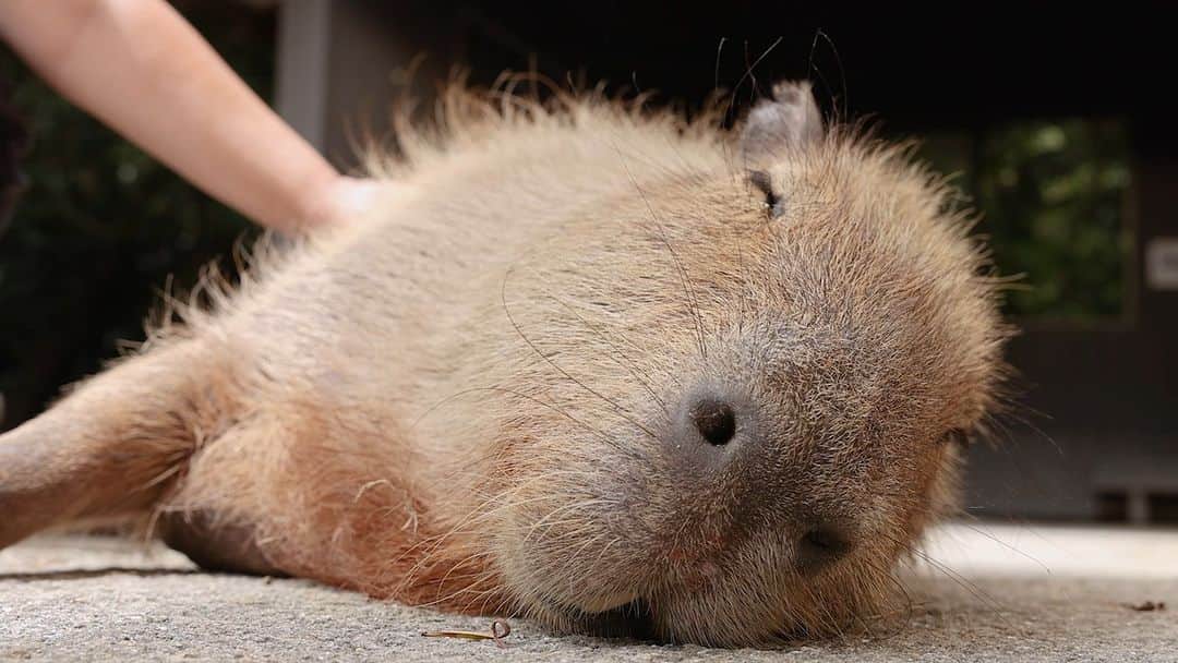 渡辺克仁のインスタグラム：「楽しいマッサージ中。  #カピバラ #水豚 #capybara #長崎バイオパーク #可愛い #かわいい #pretty #癒し #長崎県 #マッサージ」
