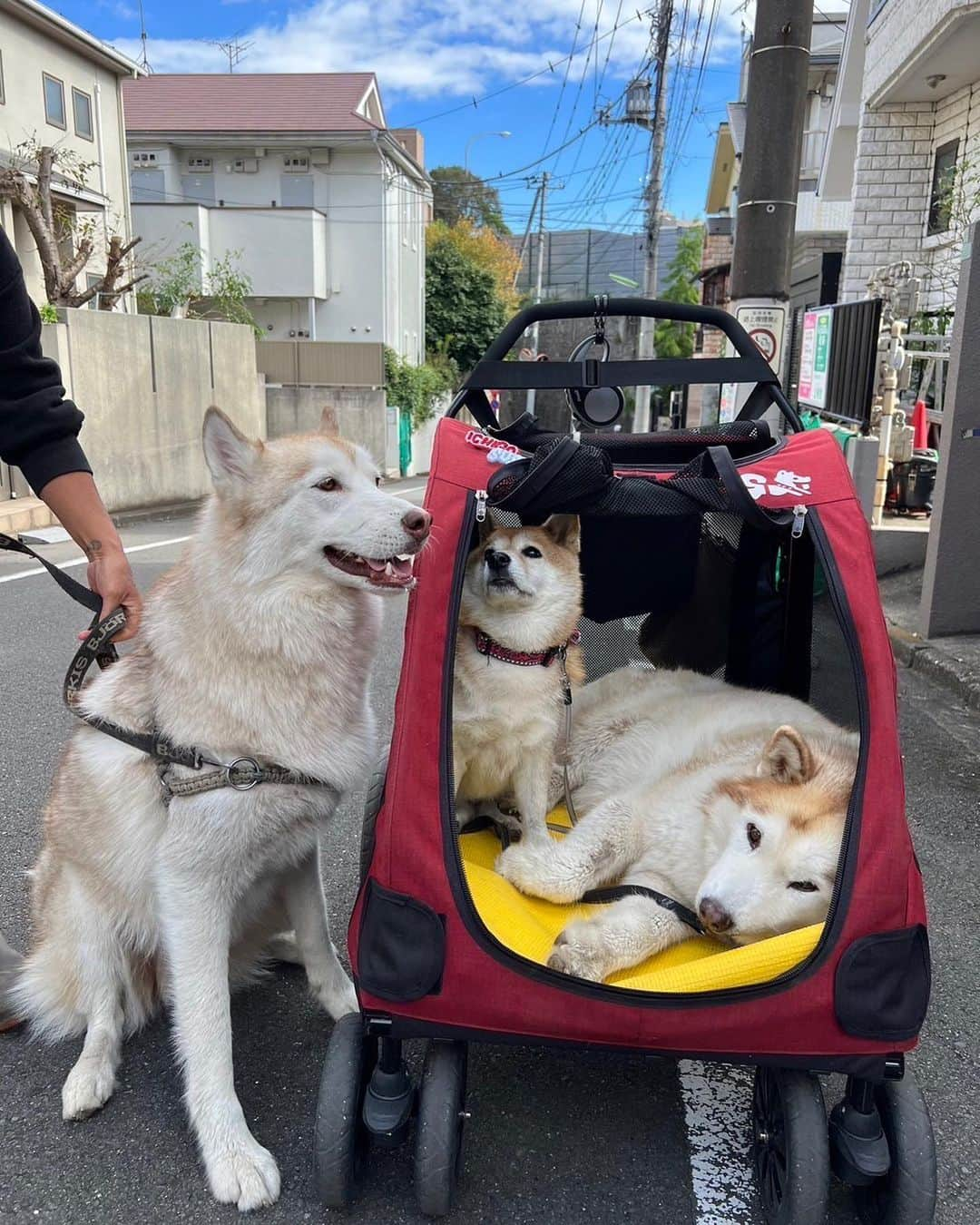 kouhei_ohkitaのインスタグラム：「河原のアイドル、みんなの姉御のイチゴが旅立ってしまった。写真振り返って彼女の存在感がすごい。最後にカートを押せて良かった。もっと押したかったな。メモもちゃんとお別れの挨拶出来たね。ありがとうイチゴ、よく頑張ったね。」