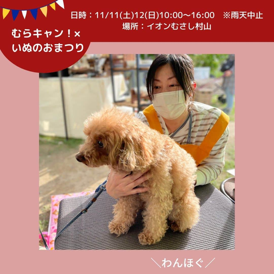 甲斐麻美のインスタグラム：「・ 11月11日(土)・12(日) いぬのおまつり@イオンモールむさし村山  【 テント51 】 11/11(土)12(日)両日  ＼わんほぐ／ （@wanhogu_dogmassage ） ▶ドッグマッサージ 　 ----------  わんほぐのドッグマッサージは、 犬の解剖学をもとに骨格や筋肉に 働きかけるマッサージをメインに、 ツボマッサージや、 リンパマッサージなどを 取り入れています。 ⁡ マッサージによって筋肉をほぐし、 血行の促進やリンパの流れを整えて わんちゃんの免疫力アップや、 痛み・トラブルの改善を目指します。 ⁡ わんちゃんを無理矢理横にさせたりせず、 わんちゃんのストレスにならないよう 様子を見ながら マッサージを進めていきます。  わんほぐではイベントのその時だけでなく、 普段から続けていただくことが 大切との考えから、 お家でできるケアもお伝えしています。  ぜひお気軽にお試しくださいね。  ---------- ※事前予約等は各出店者様のDMへ 直接お問い合わせ下さい  ====================== むらキャン！× いぬのおまつり ======================  ■日時：11月11日(土)・12(日)10:00～16:00 ※雨天中止 場所：イオンモールむさし村山 　　　　たいかんたいけん野外広場 東京都武蔵村山市榎1-1-3  #いぬのおまつり　 #武蔵村山市 #武蔵村山 #むさし村山 #イベント運営 #いぬとわたし #犬との暮らし #犬ファースト #犬好きさんと繋がりたい #犬がいないと生きていけません #犬好き #犬のイベント #犬イベント #犬とお出かけ #いぬすたぐらむ #ドッグマッサージ #犬のマッサージ」