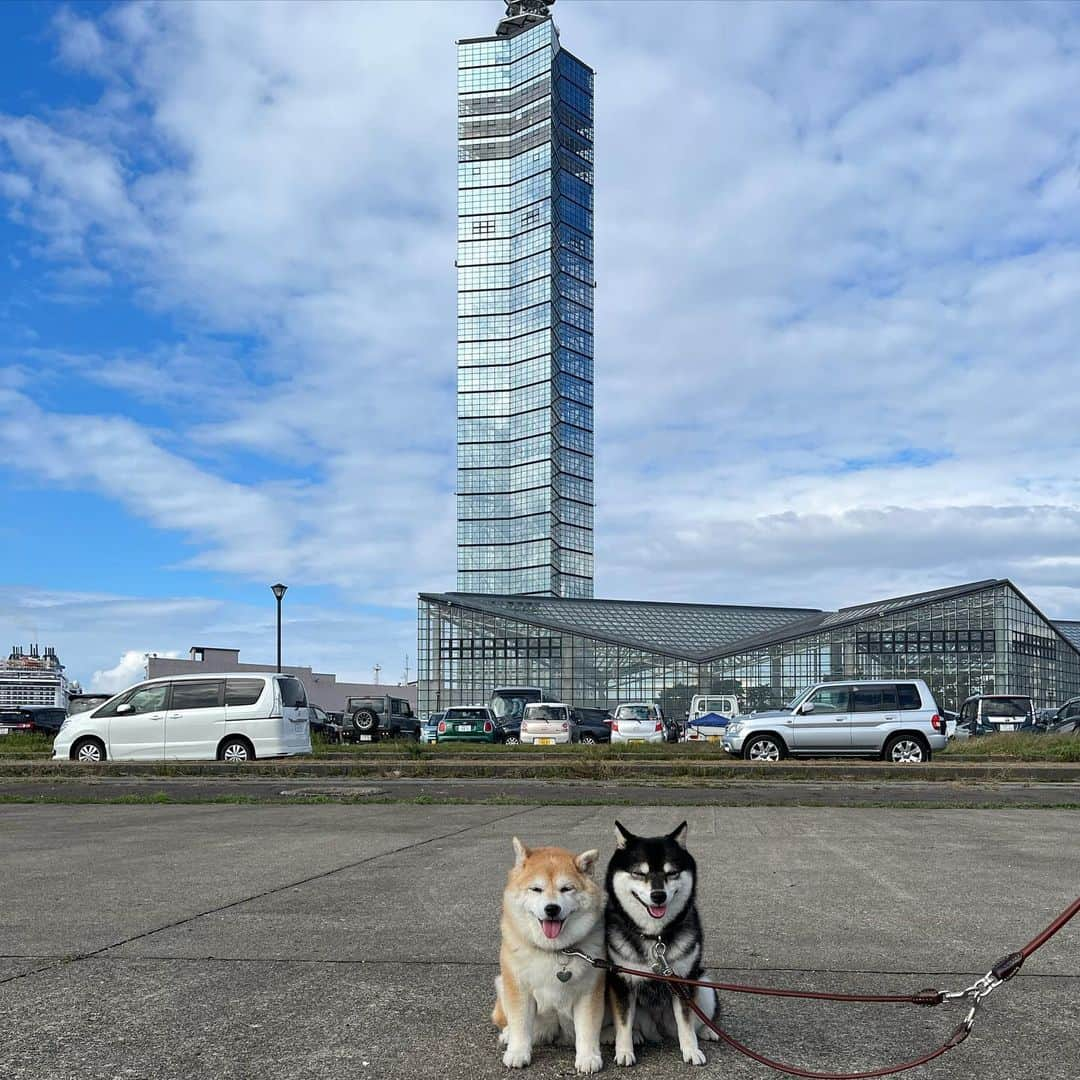 豆柴なつ&ふゆのインスタグラム：「We went to Akita😆⭐️ 旅の思い出😆⭐️ ポートタワーセリオン💕カイヌシはマグロ三昧😋  #東北旅行 #秋田県 #ポートタワーセリオン #マグロ #鮪 #maguro    #trip  #犬連れ旅行　#旅行 #ワンコと旅行 #犬と旅行  #犬のいる暮らし  #しばいぬ #シバフル #わんダフォ #shibamania  #shiba_snap  #instashiba#cutedogs  #柴犬#shiba #shibainu #shibastagram #pecoいぬ部 #shibainumag_feature #dogoftheday  #🐕📷 #theshibasociety」