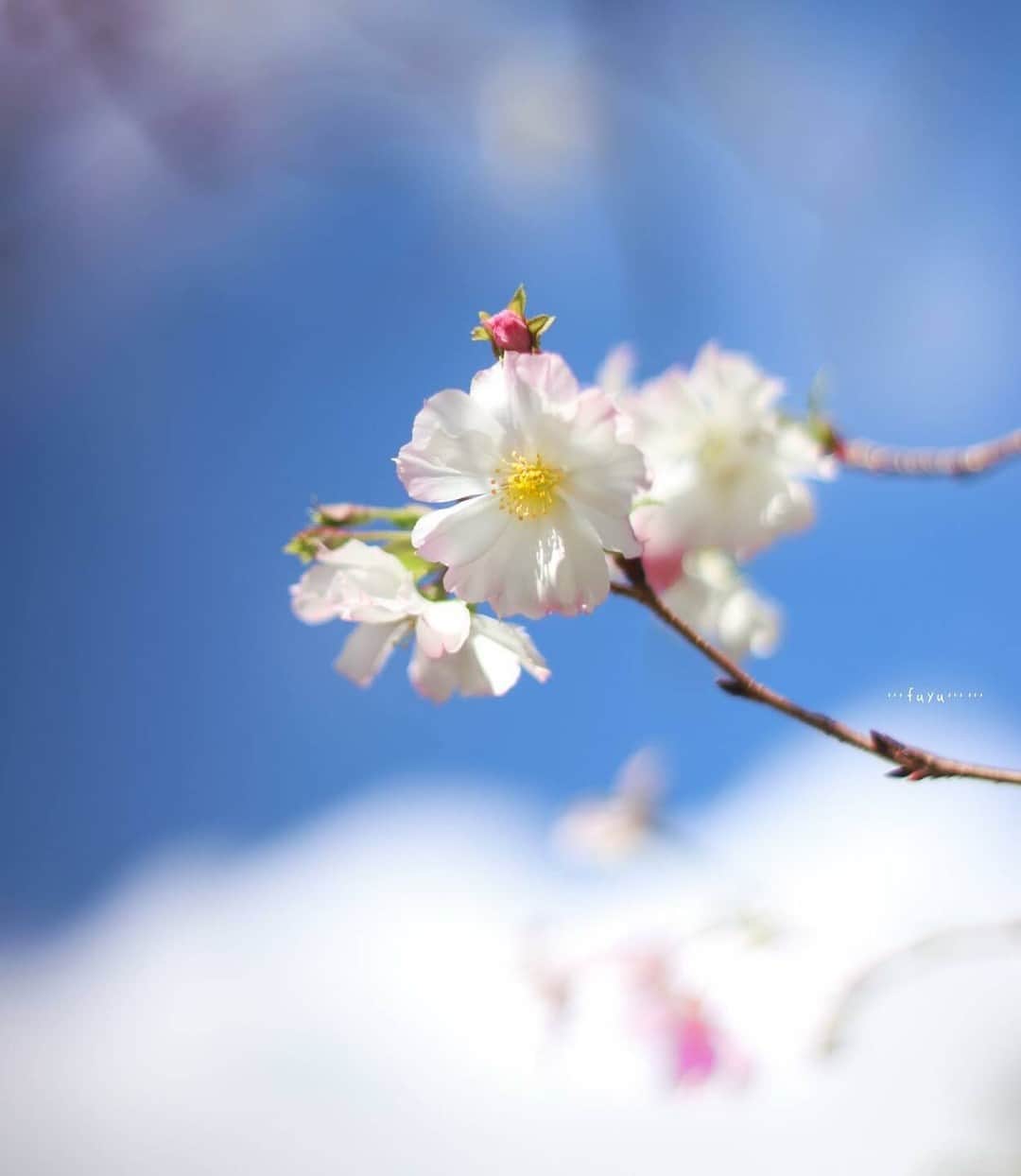 花の写真館のインスタグラム：「Photo by @pipipi.no. https://instagram.com/pipipi.no/ . Original Post[投稿いただいたURL] https://www.instagram.com/p/CyPK612vBT2/ . 本アカウントは、 #私の花の写真 をつけてInstagramに投稿された皆さまの花の写真や、「花の写真館」Facebookページで投稿された花の写真を紹介します。 「花の写真館」Facebookページは、「 @floral.photograph 」のプロフィールにあるURLからご覧ください。 . ※各種法令、マナー、関係者の指示に従った撮影をお願いします。 *Please ensure that your photography adheres to all relevant laws, etiquette, and instructions issued by authorized persons. ※本アカウントは東京カメラ部がFacebook、Instagramのサービスを利用して運営しているもので、Meta社・Instagramとは一切関係ありません。 . #花の写真館 #floralphotograph #floralphoto #flower #flowers Follow: @floral.photograph」