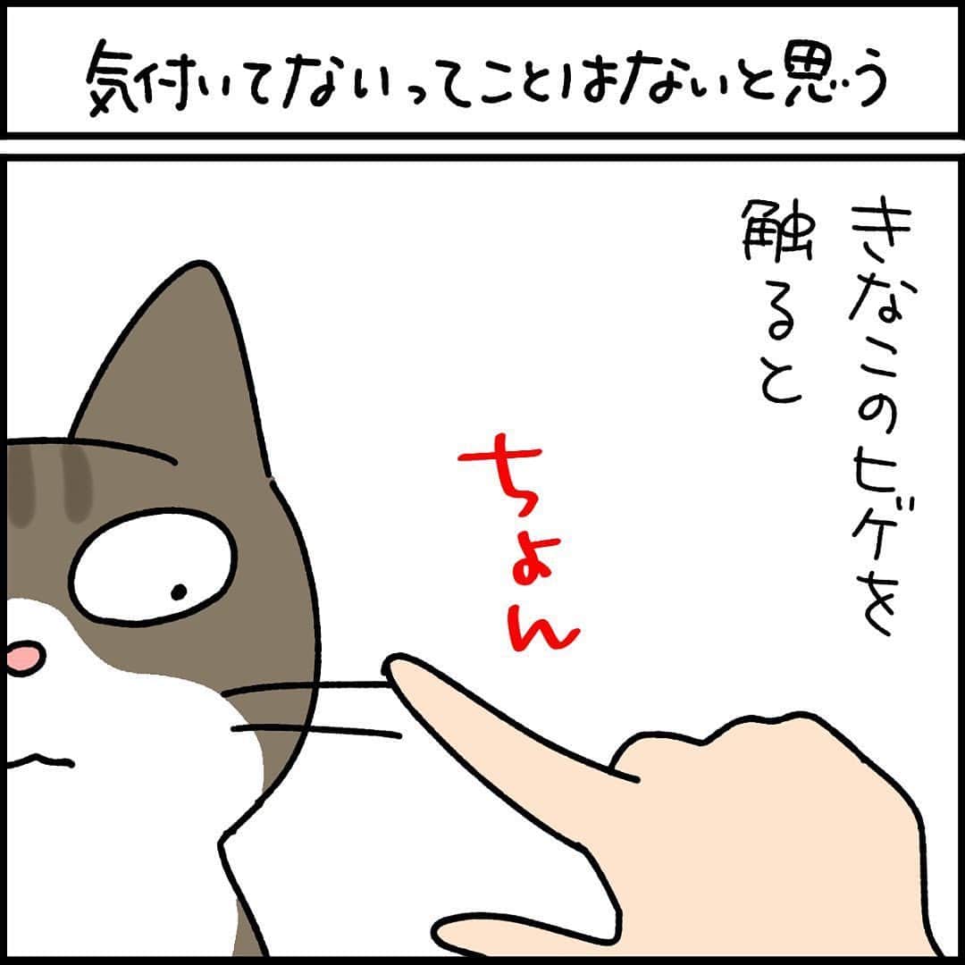 猫壱（ねこいち•ネコイチ）さんのインスタグラム写真 - (猫壱（ねこいち•ネコイチ）Instagram)「猫による違い🐱   :::::::::猫壱 :::::::  猫壱は\…猫が幸せ、私も幸せ…/をモットーに猫グッズの開発に取り組んでいます♪ ▫ 気になる方は @necoichicojp をチェックしてみてくださいね！ ▫ ▫ 【Special thank-you @86palpal 💕💕💕💕】  Reproduction is  prohibited.  ...........................................................................  #ナノトクラス #猫あるある #猫漫画 #ネコマンガ  #猫まんが  #ねこまんが #キジシロ #黒猫 #猫と暮らす  #ねこあるある  ...........................................................................」11月3日 19時47分 - necoichicojp