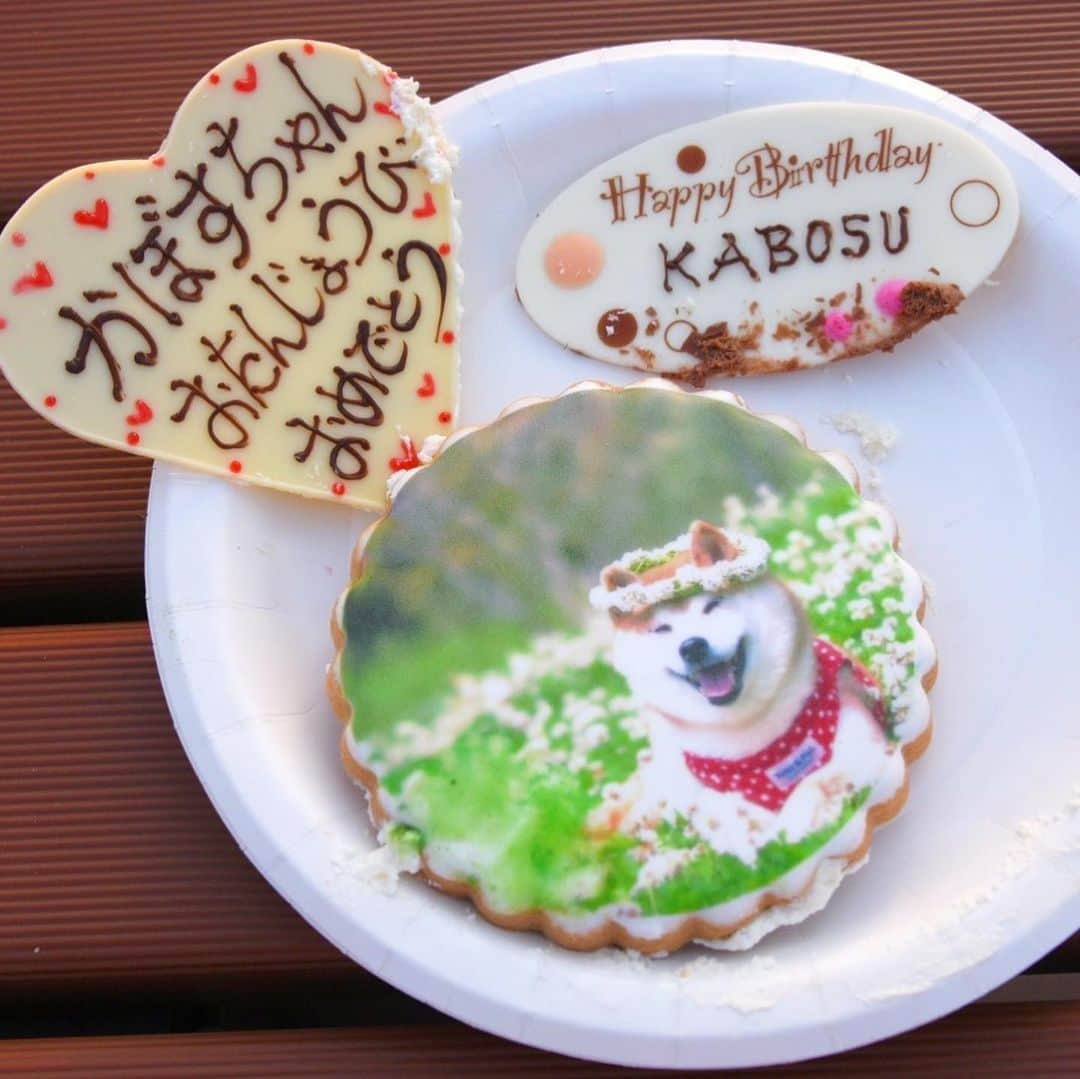 meekooさんのインスタグラム写真 - (meekooInstagram)「DOGE DAYイベント🐕✨ かぼすちゃんのお誕生会🎂 皆で歌ったバースデイソングに胸が熱くなりました☺️♫ かぼすちゃん18歳おめでとう🎉 2023.11.2」11月3日 19時52分 - meekoo