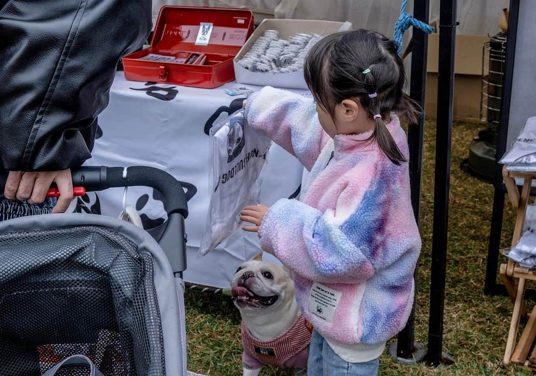 French Bulldog Lifeのインスタグラム