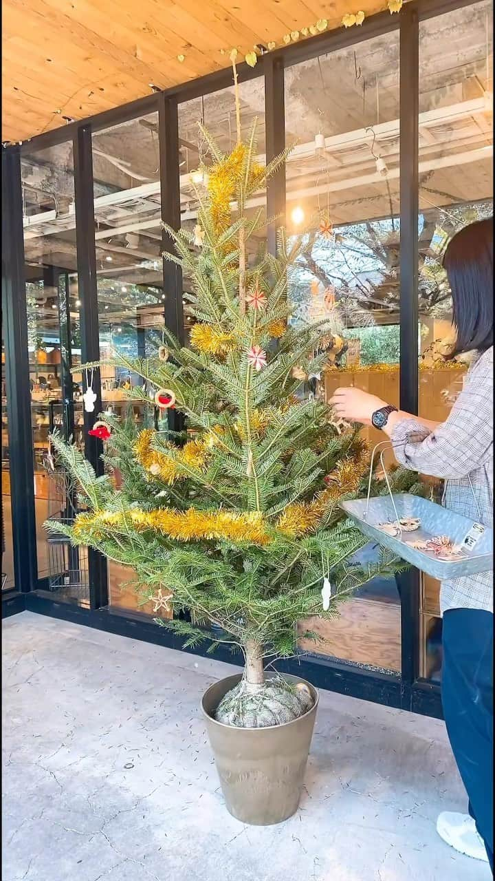 GEORGE'Sのインスタグラム：「一部店舗で本物のモミの木の販売がスタート🌲  高知県にある涼しい土地で、クリスマスを待ちながらスクスクと育っていた、「ウラジロモミ」という品種の木。 同じマツ科モミ属ですが、モミノキよりも寒さに強く、寒冷で空気の綺麗な場所を好みます。 地植えで条件が良く順調に育てば、40mの大木になるそう。 一般家庭では鉢植えにして育てるのが良さそうです。  ぜひ本物のモミの木を飾って、クリスマス気分をあげてみませんか？ 詳しくは取扱店舗までお気軽にお問い合わせください！  -——  1.8m ￥25,300 (税込)   *動画内のモミの木は1.8mです。  *大きなモミの木(1m~1.8m）は、現在、国立店、オリナス錦糸町店で販売中。その他、一部店舗でも販売予定。販売店舗が確定次第随時お知らせいたします。取扱いサイズは店舗によって異なります。  *小さなモミの木（40~50cm）は11月中旬頃、数量限定で各店舗に入荷予定。大きなモミの木と産地などが異なります。 *オンラインストアでの取り扱いはございません。詳しくはお近くの店舗までお問い合わせください。 -——   #georges #ジョージズ #雑貨 #雑貨屋 #生活雑貨 #インテリア #インテリア雑貨 #暮らしを楽しむ #生活を楽しむ #クリスマスの準備 #2023Xmas #クリスマスツリー #モミの木 #ウラジロモミ #クリスマス #オーナメント」