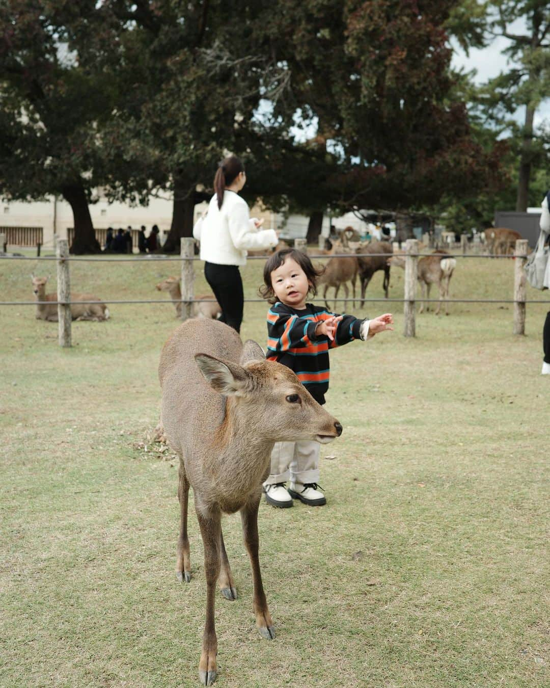 MIYUさんのインスタグラム写真 - (MIYUInstagram)「⁡ ⁡ ⁡ いとち初めての奈良公園🦌🌳 ⁡ 最初は「よしよししてもいーいー？」って 私に聞いて近づいて行ってたのに 途中から周りの人達の様子を見て 「こわいよー」と😂😂 ⁡ 鹿は鹿せんべい全然食べやんし 子供達は鹿のこと怖がってるしで どうなるかと思ったけど ⁡ 最後は触れるまでに成長🌱 想像以上に楽しめた🙌❤️‍🔥 ⁡ ⁡ 最後の写真は鹿の💩を楽しそうに観察する 好奇心の塊、2歳児ず👧🏻👦🏻(笑) ⁡ ⁡ ⁡」11月3日 20時21分 - _moon.me_u