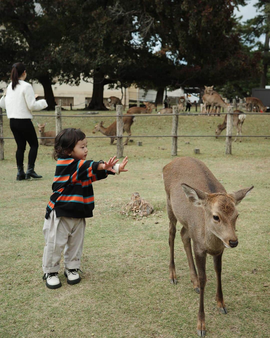 MIYUさんのインスタグラム写真 - (MIYUInstagram)「⁡ ⁡ ⁡ いとち初めての奈良公園🦌🌳 ⁡ 最初は「よしよししてもいーいー？」って 私に聞いて近づいて行ってたのに 途中から周りの人達の様子を見て 「こわいよー」と😂😂 ⁡ 鹿は鹿せんべい全然食べやんし 子供達は鹿のこと怖がってるしで どうなるかと思ったけど ⁡ 最後は触れるまでに成長🌱 想像以上に楽しめた🙌❤️‍🔥 ⁡ ⁡ 最後の写真は鹿の💩を楽しそうに観察する 好奇心の塊、2歳児ず👧🏻👦🏻(笑) ⁡ ⁡ ⁡」11月3日 20時21分 - _moon.me_u