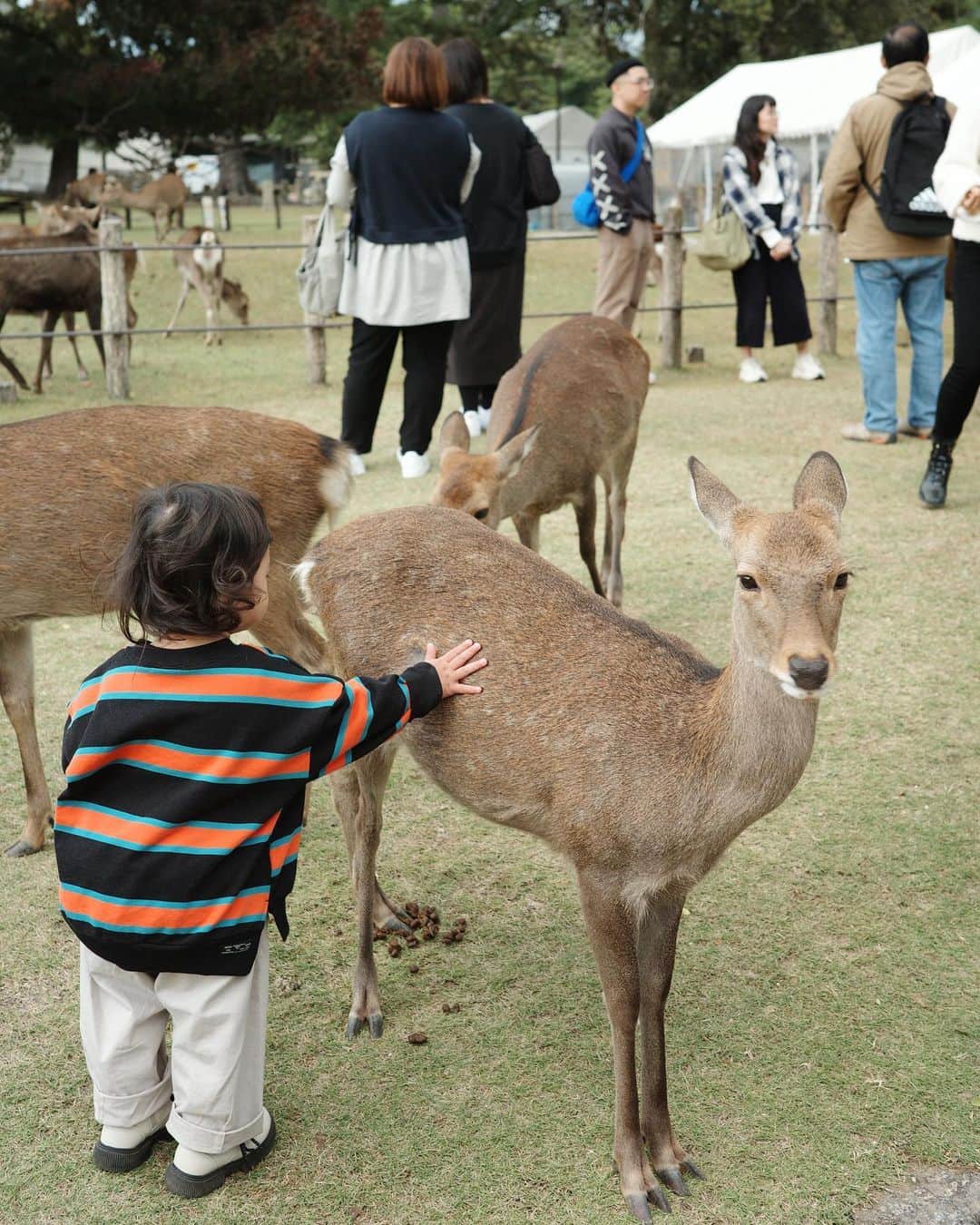 MIYUさんのインスタグラム写真 - (MIYUInstagram)「⁡ ⁡ ⁡ いとち初めての奈良公園🦌🌳 ⁡ 最初は「よしよししてもいーいー？」って 私に聞いて近づいて行ってたのに 途中から周りの人達の様子を見て 「こわいよー」と😂😂 ⁡ 鹿は鹿せんべい全然食べやんし 子供達は鹿のこと怖がってるしで どうなるかと思ったけど ⁡ 最後は触れるまでに成長🌱 想像以上に楽しめた🙌❤️‍🔥 ⁡ ⁡ 最後の写真は鹿の💩を楽しそうに観察する 好奇心の塊、2歳児ず👧🏻👦🏻(笑) ⁡ ⁡ ⁡」11月3日 20時21分 - _moon.me_u