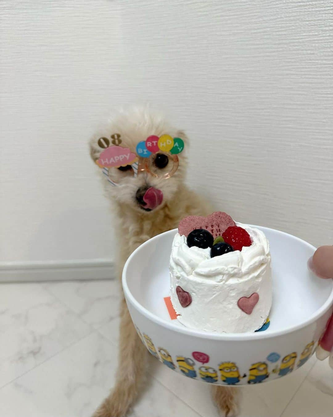 堀尾実咲のインスタグラム：「HAPPY BIRTHDAY ロイ🐻🎂  8歳だよおおおお🥹  ロイはいくつになっても わたしのかわいい息子であり、ロアのかっこいいにぃにさ✨  かわいくてかっこいいロッたん お誕生日おめでとう🥰 だいすきよ❤️」