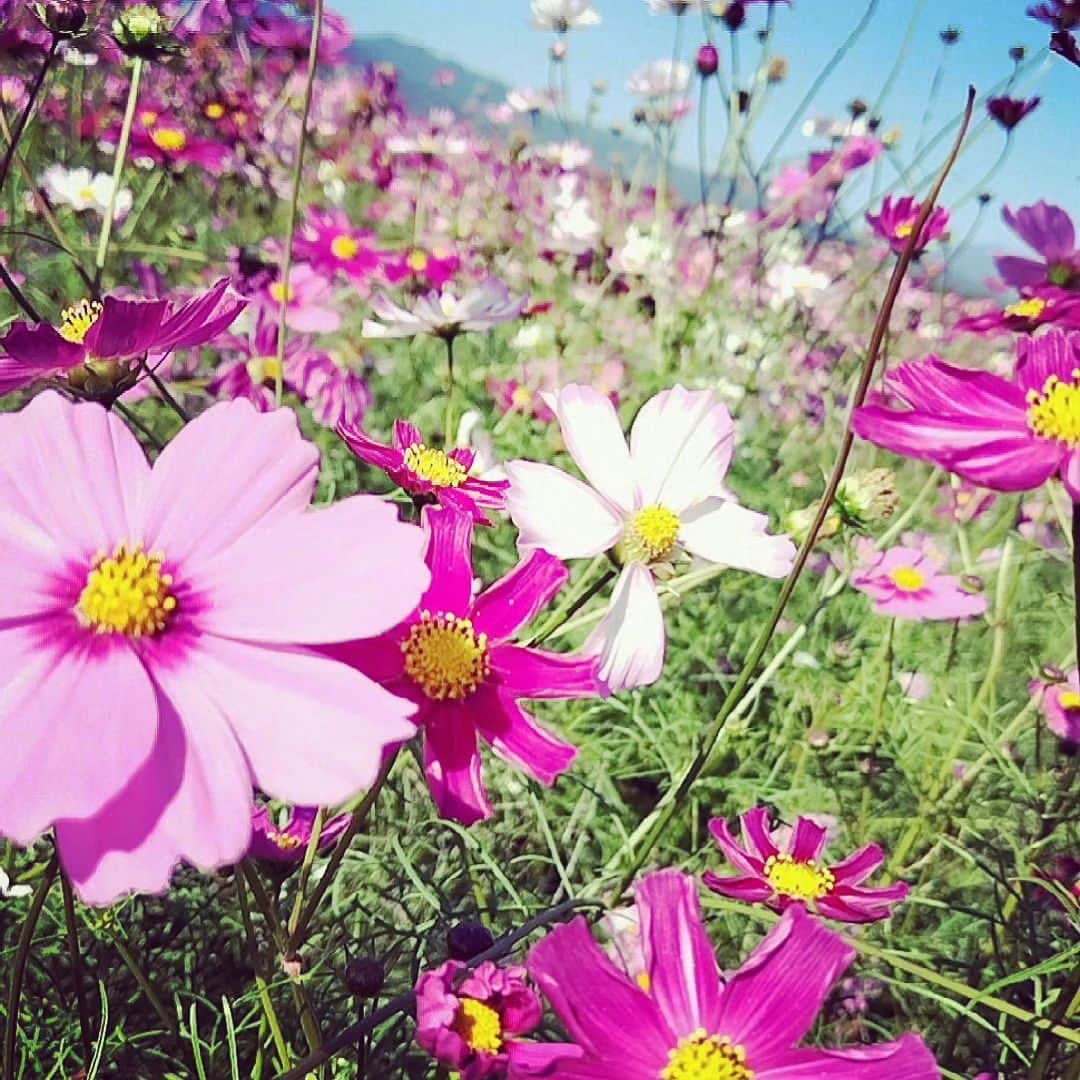 舞咲りんさんのインスタグラム写真 - (舞咲りんInstagram)「西都原にあるコスモス畑🌼  今日はとーーーーっても！ 日差しが強かった‼️‼️‼️  もう…１１月なんですけどーーー もう…秋なんですけどぉーーーー  半袖でイケるって… どーゆー事やねんっ🤦🤦🤦笑笑  コスモスも 暑くてたまらんっ💦💦💦  っていう、感じでした😅  だけど、とっても素敵で癒やされた✨✨✨  #舞咲りん #ヒメ #保育士 #保育士の休日 #三連休 #三連休初日 #三連休ばんざい #三連休の過ごし方 #ドライブ #ドライブスポット #西都原 #コスモス #コスモス畑 #コスモス畑🌸 #コスモス🌸 #コスモスとひまわり #コスモスナップ #秋桜 #秋桜畑 #休日 #休日コーデ #休日の過ごし方 #今日の服 #今日のメイク #暑い日 #秋 #なのに #夏 #でした #sns」11月3日 20時49分 - maisaki_rin_85