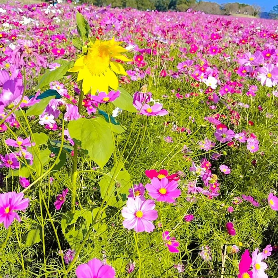 舞咲りんさんのインスタグラム写真 - (舞咲りんInstagram)「西都原にあるコスモス畑🌼  今日はとーーーーっても！ 日差しが強かった‼️‼️‼️  もう…１１月なんですけどーーー もう…秋なんですけどぉーーーー  半袖でイケるって… どーゆー事やねんっ🤦🤦🤦笑笑  コスモスも 暑くてたまらんっ💦💦💦  っていう、感じでした😅  だけど、とっても素敵で癒やされた✨✨✨  #舞咲りん #ヒメ #保育士 #保育士の休日 #三連休 #三連休初日 #三連休ばんざい #三連休の過ごし方 #ドライブ #ドライブスポット #西都原 #コスモス #コスモス畑 #コスモス畑🌸 #コスモス🌸 #コスモスとひまわり #コスモスナップ #秋桜 #秋桜畑 #休日 #休日コーデ #休日の過ごし方 #今日の服 #今日のメイク #暑い日 #秋 #なのに #夏 #でした #sns」11月3日 20時49分 - maisaki_rin_85