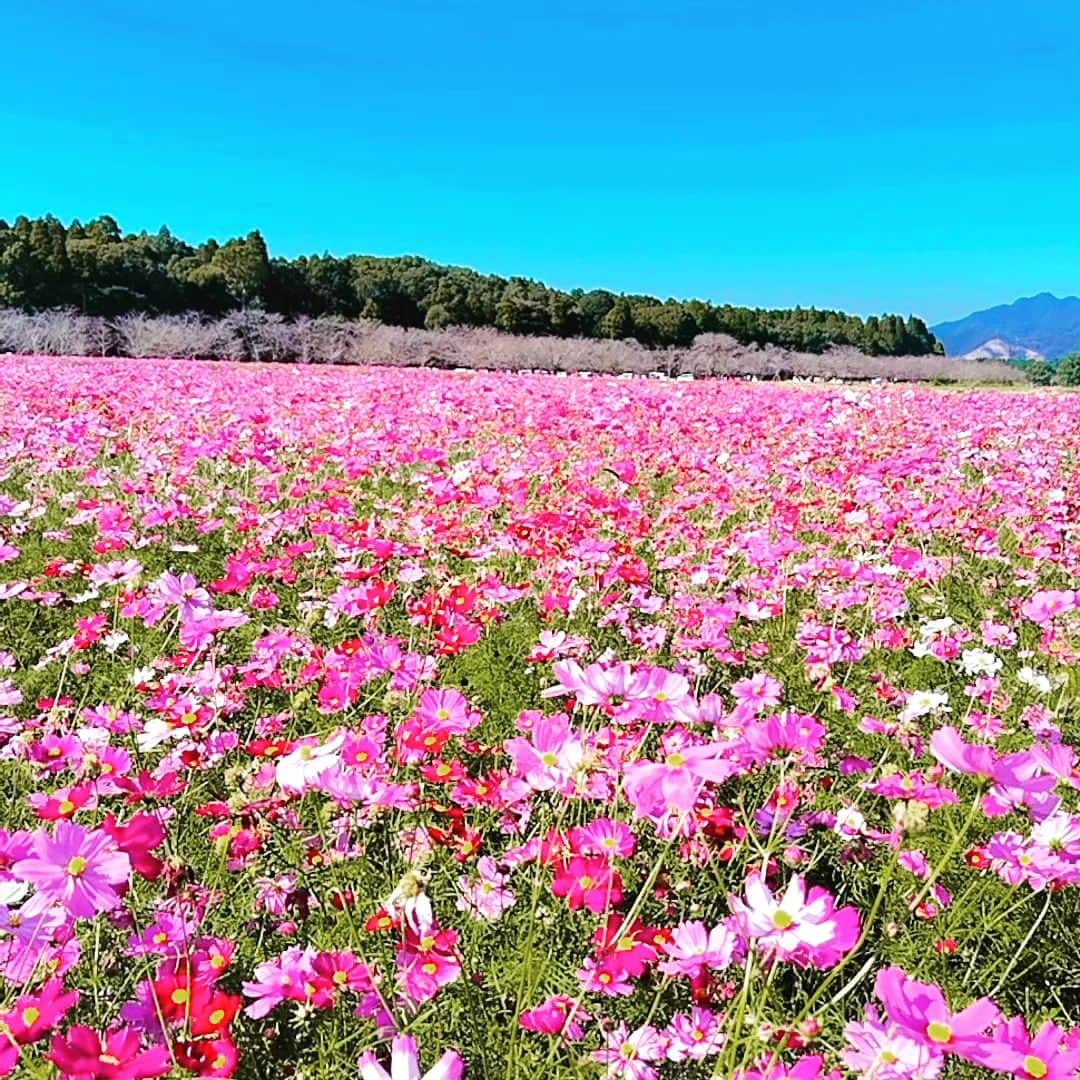 舞咲りんさんのインスタグラム写真 - (舞咲りんInstagram)「西都原にあるコスモス畑🌼  今日はとーーーーっても！ 日差しが強かった‼️‼️‼️  もう…１１月なんですけどーーー もう…秋なんですけどぉーーーー  半袖でイケるって… どーゆー事やねんっ🤦🤦🤦笑笑  コスモスも 暑くてたまらんっ💦💦💦  っていう、感じでした😅  だけど、とっても素敵で癒やされた✨✨✨  #舞咲りん #ヒメ #保育士 #保育士の休日 #三連休 #三連休初日 #三連休ばんざい #三連休の過ごし方 #ドライブ #ドライブスポット #西都原 #コスモス #コスモス畑 #コスモス畑🌸 #コスモス🌸 #コスモスとひまわり #コスモスナップ #秋桜 #秋桜畑 #休日 #休日コーデ #休日の過ごし方 #今日の服 #今日のメイク #暑い日 #秋 #なのに #夏 #でした #sns」11月3日 20時49分 - maisaki_rin_85