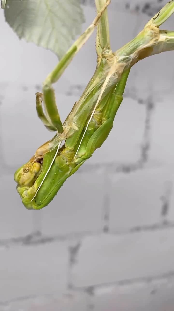 Black Jaguar-White Tiger のインスタグラム：「How impressive is this Phasma gigas molting in Timelapse? Obviously, only by @insecthaus_adi  Welcome back, Brother. We missed you…」