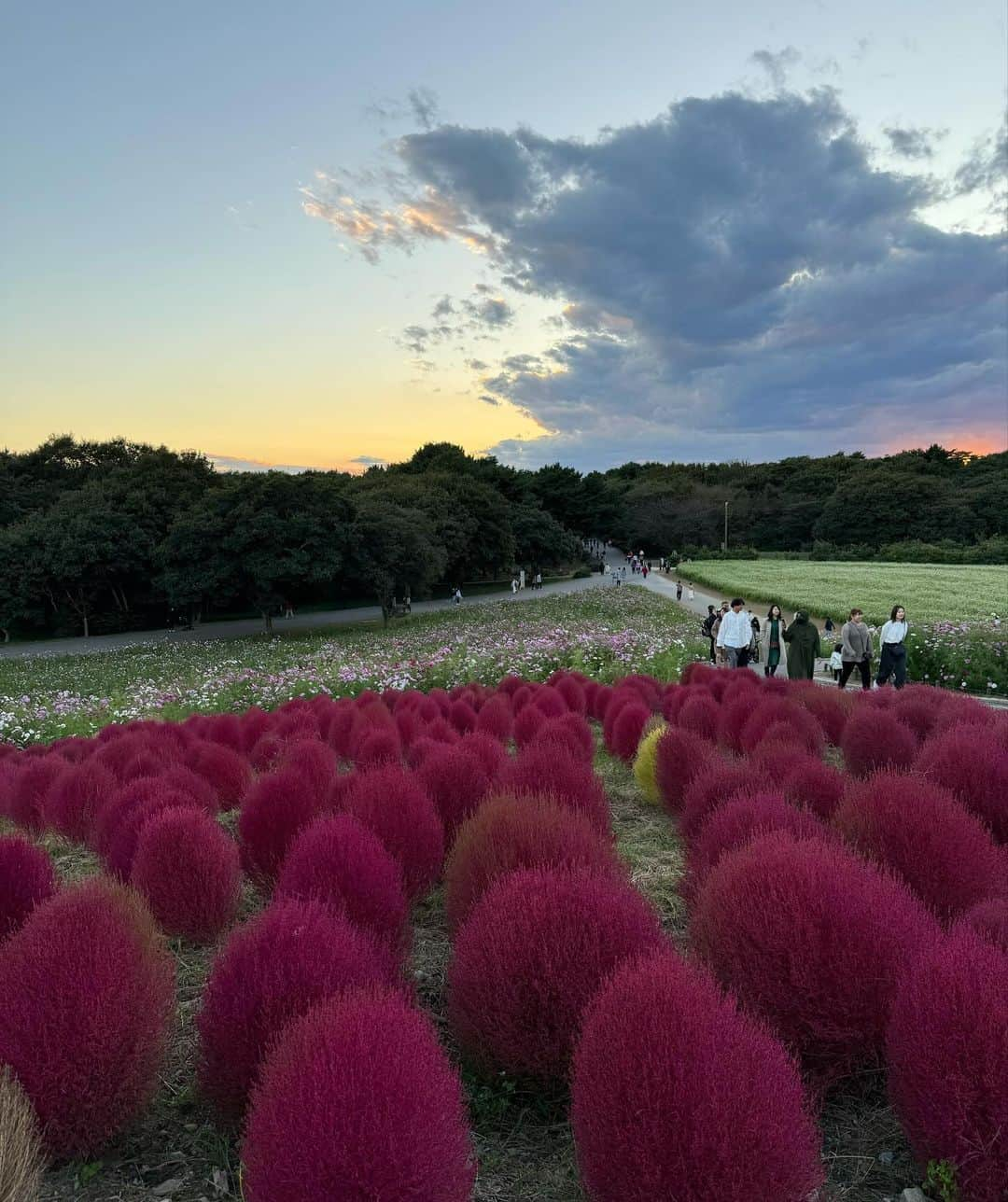 ひなさんのインスタグラム写真 - (ひなInstagram)「・ ・ 数年ぶりにコキア🍁見に行ってきたの！ 市場にも寄って安さにびっくりして沢山買った🦪💗😌 蟹味噌と蟹汁おいすぎた、、、、、♡ #コキア #市場 #jeanasis#ジーナシス #chanel #fyp ・」11月3日 21時15分 - hh_i_ii