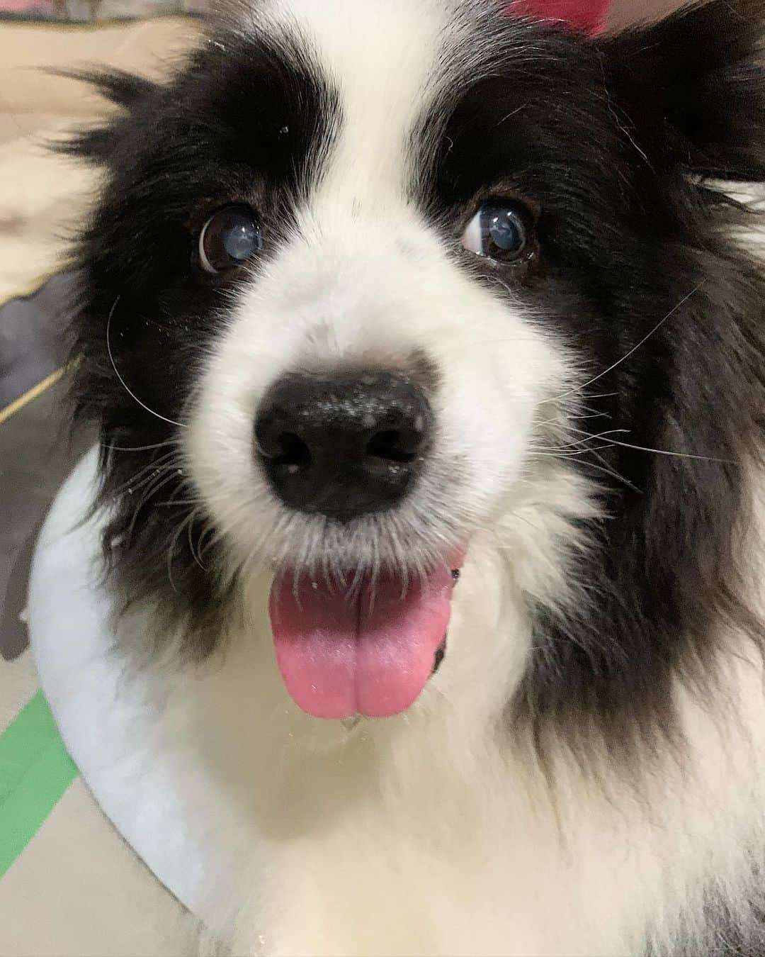 犬バカ部宣伝部長のインスタグラム：「テヘ顔しておりますが まだ本人は明後日、病院で爪を切られるのを 知りません🤣 ⁡ 前足の狼爪が伸びてきて… 血管切りそうで怖いので最近はもう 病院に任せてます✂️💕 ⁡ #犬バカ部 #bordercollie #ボーダーコリー #dog #犬 #白黒 #そら #ふにゃボダ部 #ボダ娘」