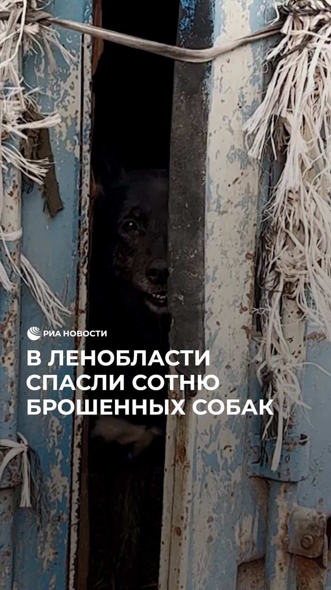 RIAノーボスチのインスタグラム：「Под Петербургом нашли приют для животных с ужасными условиями для жизни. В тесных грязных вольерах находились более ста собак, они были голодны и напуганы. Волонтеры предложили владелице приюта свою помощь в виде рабочих рук и корма. Но женщина отказалась, заявив, что ей нужны только деньги. Сейчас активисты смогли забрать один из участков и спасти часть животных.」