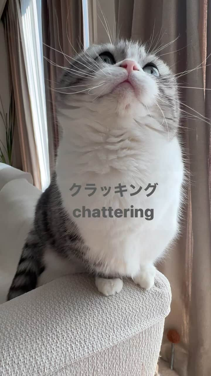 こむぎこまるのインスタグラム：「. . . クラッキング😽🐾 . chattering😽🐾🐝 . クラッキングとは、「カカカッ」、「ケケケッ」と鳴くことで、猫の狩猟本能からくる興奮状態の際の行動。外の鳥や、室内の虫に反応しているときに、クラッキングすることがあります😽🐝❤️ . . . #生まれも育ちも室内ですが #わずかに残る狩猟本能 #メイドインジャパン  #meowed  #9gagcute  #chattering #クラッキング　#nekostagram  #nyancat  #neko #madeinjapan」