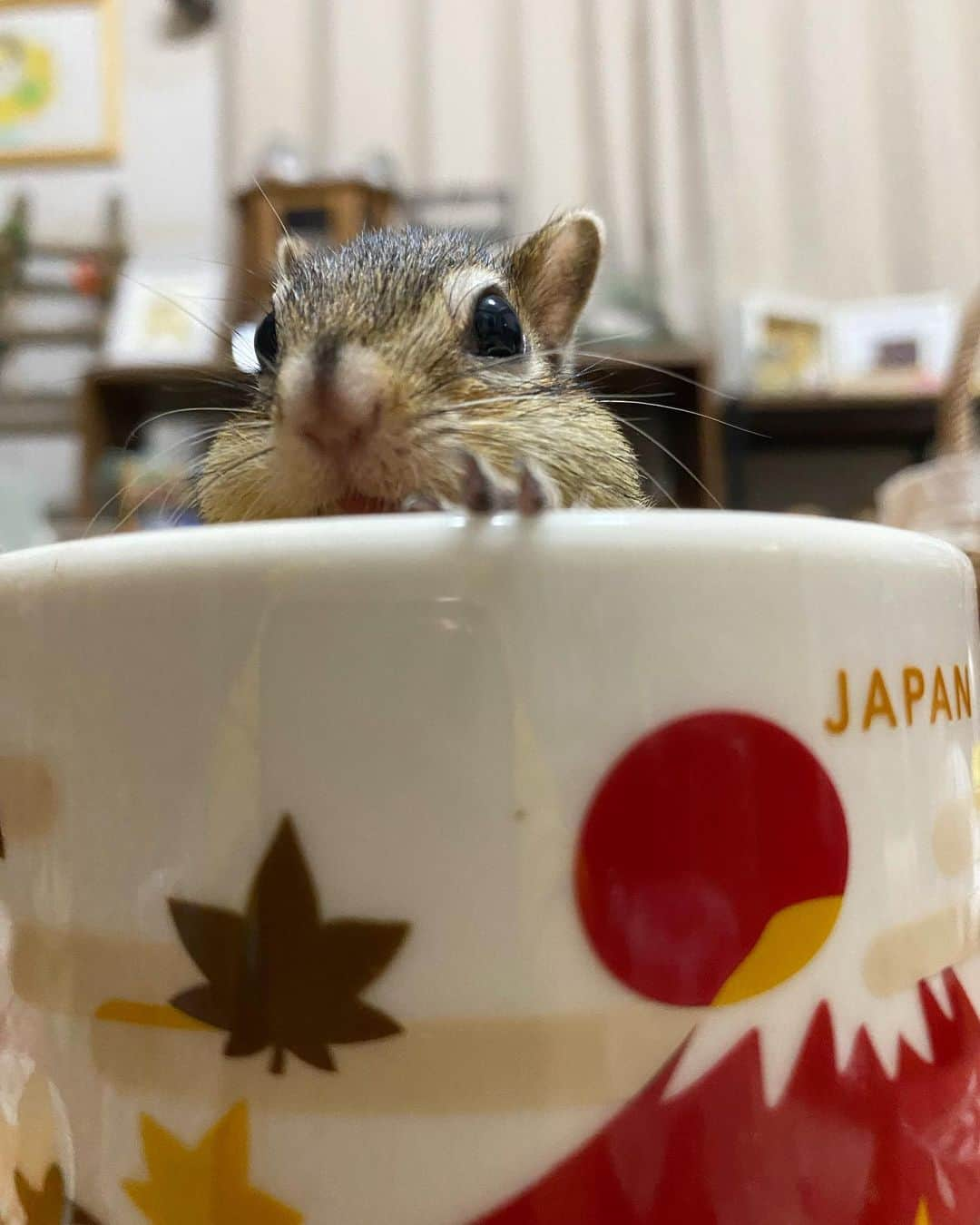 peace_0322のインスタグラム：「#リス#シマリス#ふわもこ部 今年もひょっこりひよりん🤣」