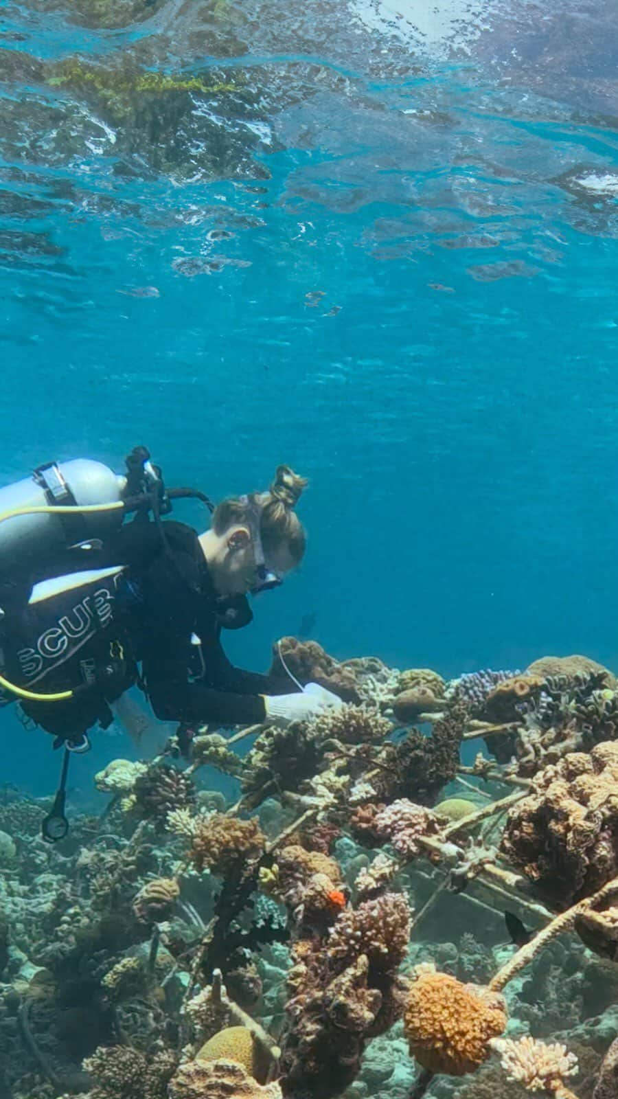 Velaa Private Islandのインスタグラム：「Continuing their extraordinary work across our house reef. Our dedicated Coral Restoration team have been successful in integrating cutting-edge methods in their effort to further rejuvenate the local marine ecosystem. #VelaaMoments #VelaaPrivateIsland」