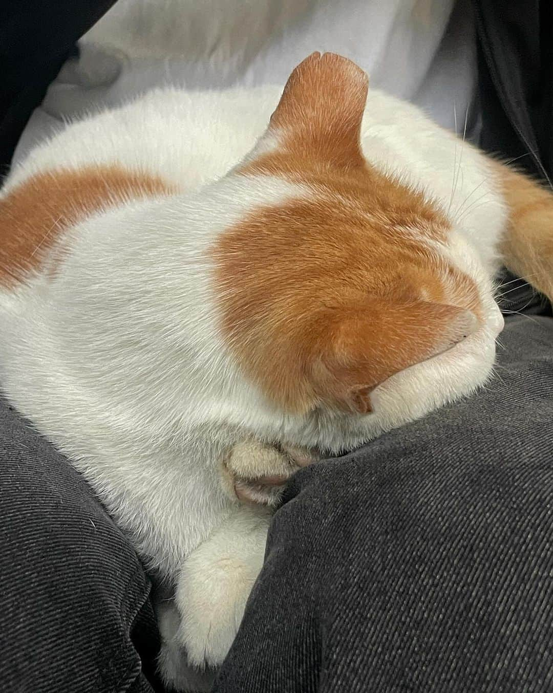 スアさんのインスタグラム写真 - (スアInstagram)「~~ 🐈💕 카페에 하트냥이가 들어와서 식빵을 열심히 구워주심 🍞 .. 🐾」11月3日 21時45分 - midoricoo