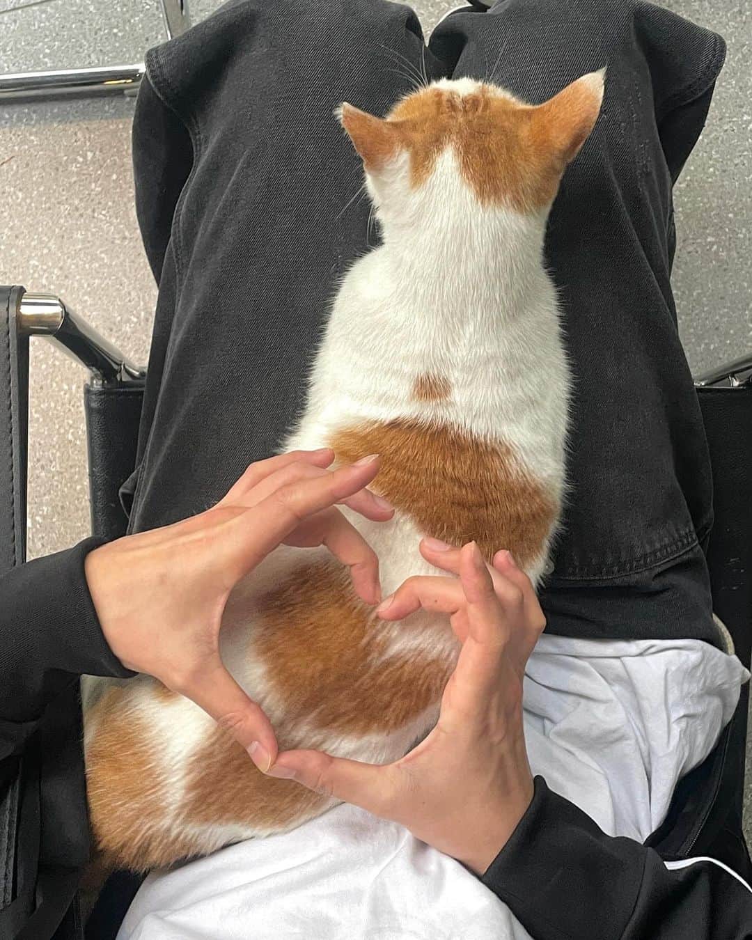 スアのインスタグラム：「~~ 🐈💕 카페에 하트냥이가 들어와서 식빵을 열심히 구워주심 🍞 .. 🐾」