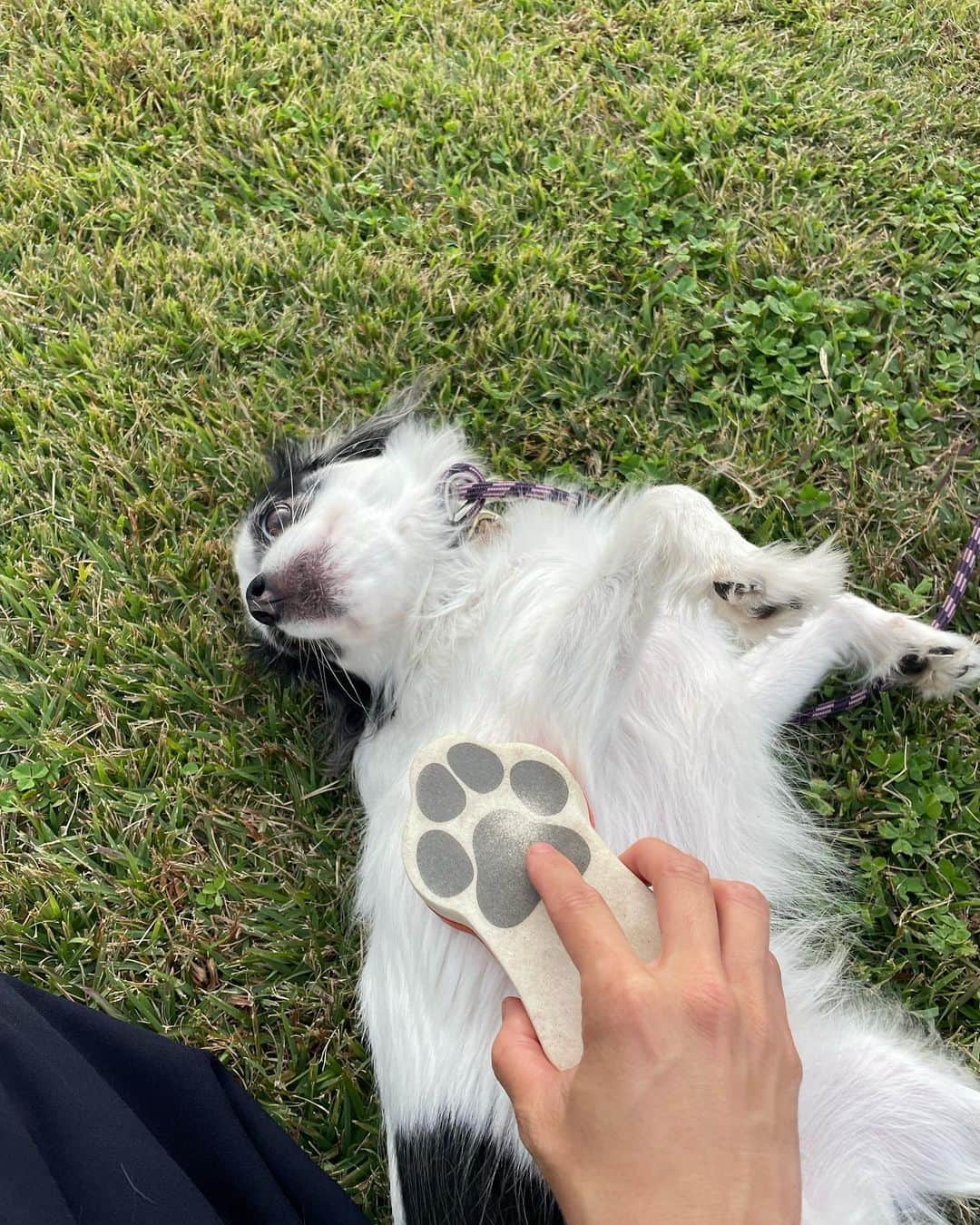 中島潮里さんのインスタグラム写真 - (中島潮里Instagram)「マレアモと原っぱ遊び🌱 一緒に芝生をゴロゴロ気持ちよいね〜🌏  . .  #動物に優しい#動物に優しい世界へ#動物に優しい人と繋がりたい#ヴィーガンライフ#エシカルファッション#いぬのいる暮らし#ダルメシアン#ダルメシアンコーデ#ダルメシアン大好き#ダルメシアンのいる暮らし#ダルメシアンすきな人と繋がりたい#いぬすたぐらむ#わんこのいる幸せ#わんことの暮らし」11月4日 8時40分 - whyte_shiori