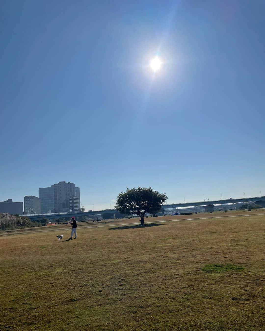 中島潮里さんのインスタグラム写真 - (中島潮里Instagram)「マレアモと原っぱ遊び🌱 一緒に芝生をゴロゴロ気持ちよいね〜🌏  . .  #動物に優しい#動物に優しい世界へ#動物に優しい人と繋がりたい#ヴィーガンライフ#エシカルファッション#いぬのいる暮らし#ダルメシアン#ダルメシアンコーデ#ダルメシアン大好き#ダルメシアンのいる暮らし#ダルメシアンすきな人と繋がりたい#いぬすたぐらむ#わんこのいる幸せ#わんことの暮らし」11月4日 8時40分 - whyte_shiori