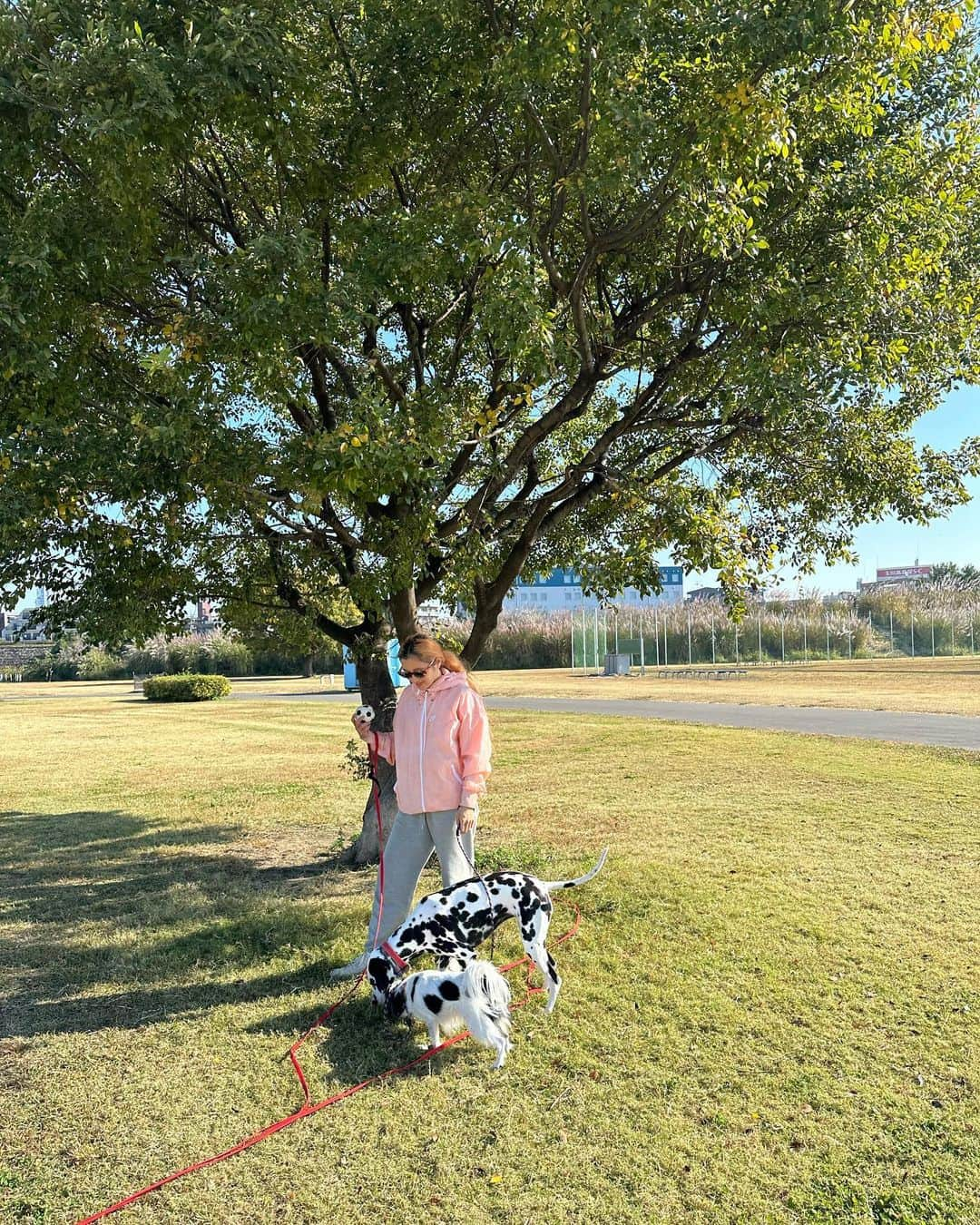 中島潮里のインスタグラム：「マレアモと原っぱ遊び🌱 一緒に芝生をゴロゴロ気持ちよいね〜🌏  . .  #動物に優しい#動物に優しい世界へ#動物に優しい人と繋がりたい#ヴィーガンライフ#エシカルファッション#いぬのいる暮らし#ダルメシアン#ダルメシアンコーデ#ダルメシアン大好き#ダルメシアンのいる暮らし#ダルメシアンすきな人と繋がりたい#いぬすたぐらむ#わんこのいる幸せ#わんことの暮らし」