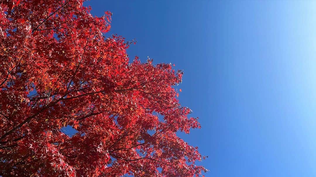 高橋メアリージュンさんのインスタグラム写真 - (高橋メアリージュンInstagram)「🍁 #紅葉 #autumnleaves」11月4日 7時45分 - maryjuntakahashi