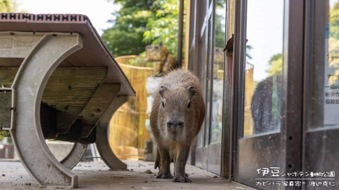 渡辺克仁さんのインスタグラム写真 - (渡辺克仁Instagram)「おはようございます。  #カピバラ #水豚 #capybara #おはよう」11月4日 7時46分 - katsuhito.watanabe