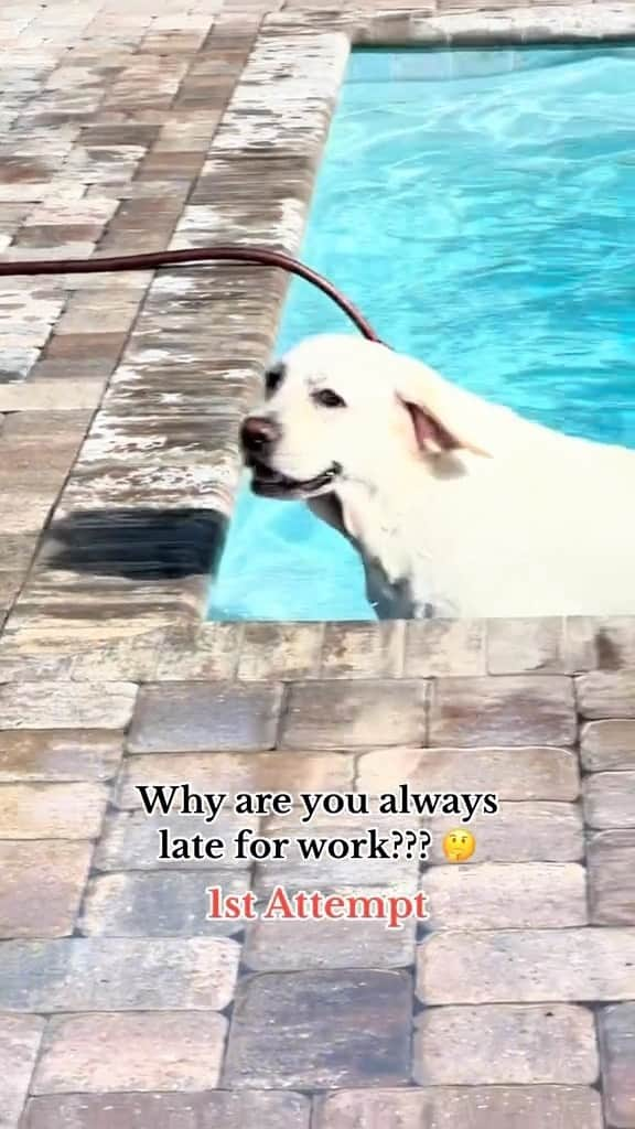 DogsOf Instagramのインスタグラム：「It’s Buster’s world, we’re just living in it 🤪 Fetched with permission from @bustersworld4  . . .  #naughtydog #funnydog #waterdog #labsurdity #naughtydoggo #dogsofinstagram」