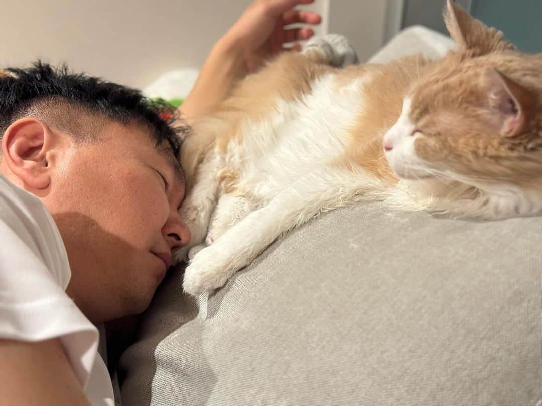 かまいたち山内と、猫たちさんのインスタグラム写真 - (かまいたち山内と、猫たちInstagram)「🙋‍♀️ ペットロスについての投稿に、たくさんのいいねとコメント、そしてメッセージもありがとうございます🐈 全て見ています☺️本当にありがとうございました😊 #やまうちとガブ」11月3日 23時40分 - kamaitachi.neko.6.neko