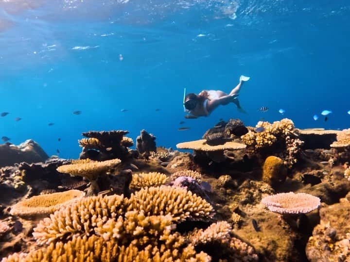 goproのインスタグラム：「Daydreaming about the clear waters at the #GoProCreatorSummit 🤤 #GoProFamily members @chrisrogers + @_lauramarino captured these 4K120, screensaver-worthy clips on #GoProHERO12 Black above the thriving reefs of Fiji.  @tourismfiji #GoPro #HyperSmooth #Fiji #FreeDiving #Coral #CoralReef #Mermaid」