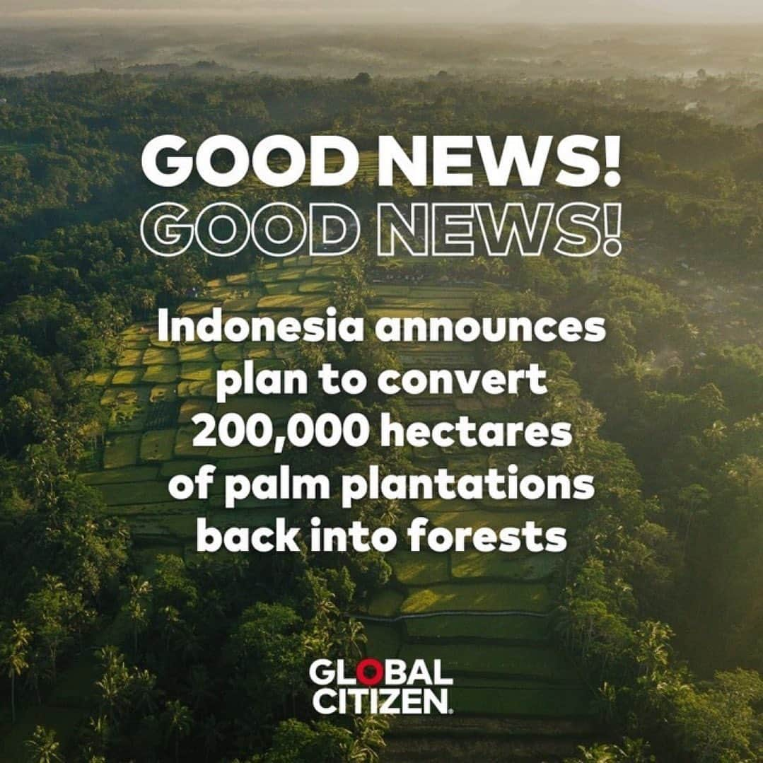 ブリジット・モイナハンのインスタグラム：「Some good news! • #repost @glblctzn Yesterday, the Indonesian government announced that 200,000 hectares (494,210 acres) of oil palm plantations in areas designated as forests in Indonesia will be returned to the state for conversion back into forests. Indonesia, the world's largest palm oil producer and exporter, has been making significant strides in improving governance within its extensive palm oil industry, thanks to the vocal environmentalists who have criticized the industry's impact on deforestation. Join us in our calls to end deforestation now by following the link in bio.」