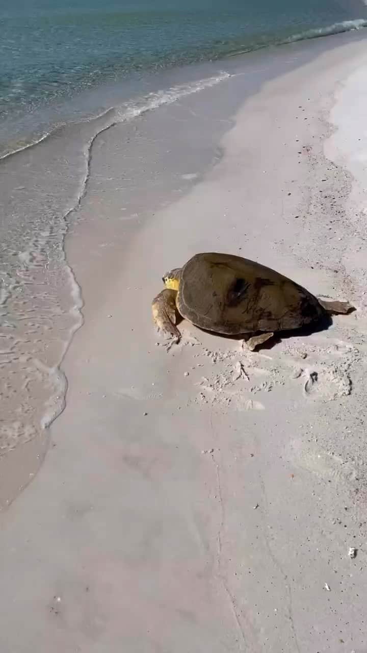 アメリカ内務省のインスタグラム：「In June, a teenage loggerhead turtle was found floating on the surface at @gulfislandsnps.   Park staff transported Boysenberry to the Gulfarium CARE Center, where they checked her bloodwork and took radiographs to see why she was so lethargic. Her bloodwork revealed that she was anemic and had low glucose levels, and staff immediately administered medications and fluids to stabilize her.    They also removed multiple liters of gas from her coelomic cavity, and she underwent weight therapy to help counterbalance her floating.    Boysenberry has come a long way in her recovery. On October 16, she was healthy enough to be released back into the Gulf of Mexico.    Thank you to the park staff, partners and those who assisted in her recovery!    🐢 Bon voyage Boysenberry 👋    #seaturtle #gulfislands #florida #wildlife   Video Description: A large loggerhead turtle named Boysenberry moves across the beach and returns to the ocean waves of the Gulf of Mexico.」