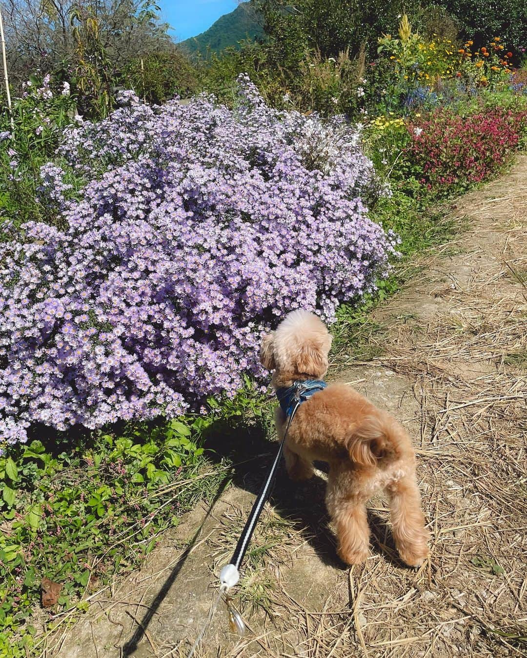 Karunaさんのインスタグラム写真 - (KarunaInstagram)「🐄 𝗺𝗼𝗼~~~  牛の鳴き真似がとってもお上手に出来たから 本物を見て欲しくて久保アグリファームへ🍦 大きくて迫力があって少し怖かったかな？笑  広島にいられるうちになるべく時間を作って 好きなお店 よく行ってた所 思い出の場所を 感謝を気持ちを込めて たくさん巡りたい🫶🏻  #男の子ママ #小さい彼氏 #牧場 #広島観光 #家族でお出かけ #リンクコーデ #秋コーデ」11月4日 0時14分 - karuna0520