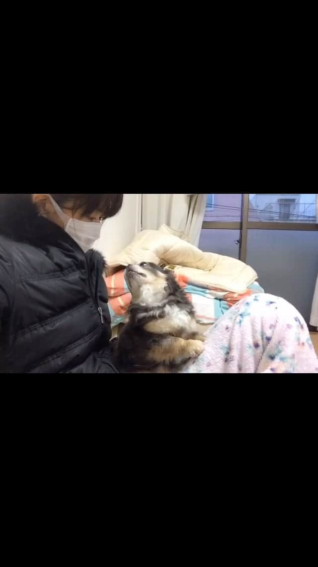 Yukiのインスタグラム：「大好物 each other 🐶🐶🐶 #イチャーズ#タヌキとノッポ」