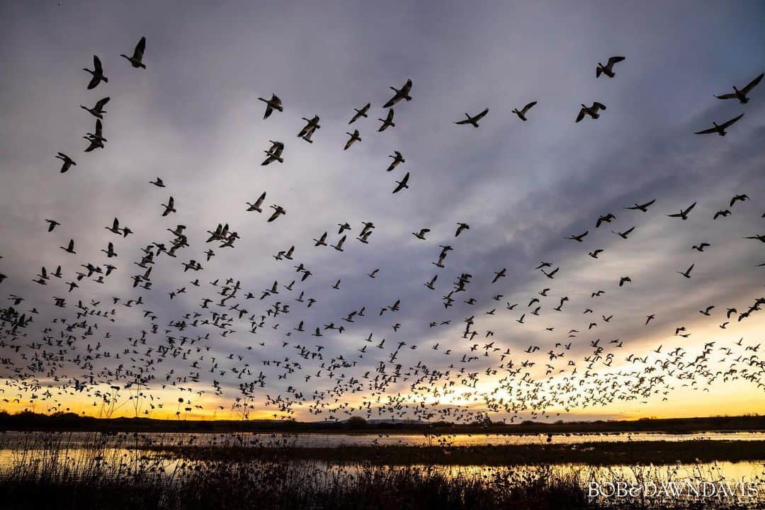 CANON USAのインスタグラム：「Join #CanonExplorerOfLight @bobanddawn_inthewild for an unforgettable bird photography workshop at Bosque del Apache Wildlife Refuge from 12/1 - 12/4.  "In the heart of New Mexico's enchanting landscape, nestled amidst the sprawling Rio Grande Valley, there lay a hidden gem of nature's grandeur - the Bosque del Apache Wildlife Refuge. This sanctuary of wild beauty held a secret that few had the privilege to witness, a spectacle that transcended time and touched the very soul of those who gazed upon it.  Every morning, the Bosque del Apache awoke to a breathtaking display of fire and light, as the sun painted the sky in hues of crimson and gold. These fiery sunrises were a daily celebration of life, an invitation to all who inhabited this enchanting refuge to partake in the ancient dance of dawn. But it was not just the sun's brilliance that drew visitors from near and far; it was the prehistoric call of the wild that echoed through the ages.  As the first rays of the sun kissed the horizon, thousands of Sandhill Cranes and snow geese gathered at their roosting ponds. It was a scene that had been played out for millennia, a ritual etched in their very souls. And like clockwork, as if responding to some unseen cue from the cosmos, they erupted into the sky."  📸 #Canon EOS R3 Lens: RF24-105mm F4 L IS USM」