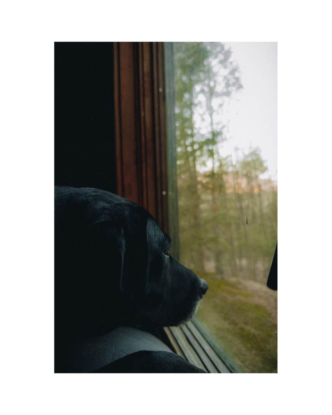 Airbnbさんのインスタグラム写真 - (AirbnbInstagram)「Plenty of room for Duke to stretch his legs.  🏡 Secluded Forest Getaway 📍 Catskill, New York, USA 📷 Photos by @magszerbe」11月4日 0時35分 - airbnb