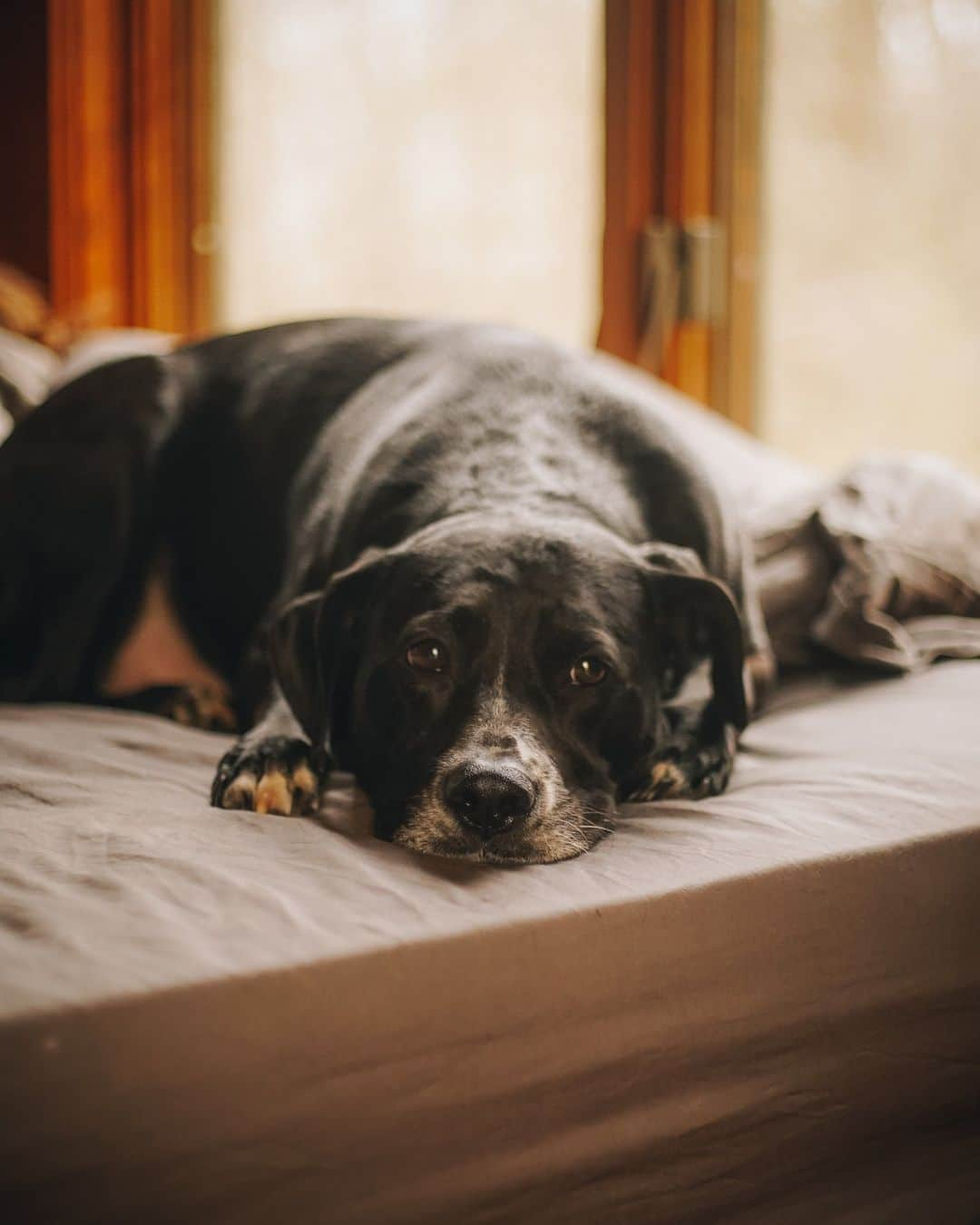 Airbnbさんのインスタグラム写真 - (AirbnbInstagram)「Plenty of room for Duke to stretch his legs.  🏡 Secluded Forest Getaway 📍 Catskill, New York, USA 📷 Photos by @magszerbe」11月4日 0時35分 - airbnb