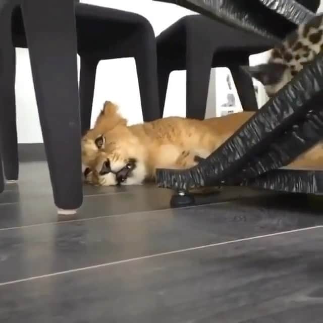 Black Jaguar-White Tiger のインスタグラム：「One of my favorite vids…」