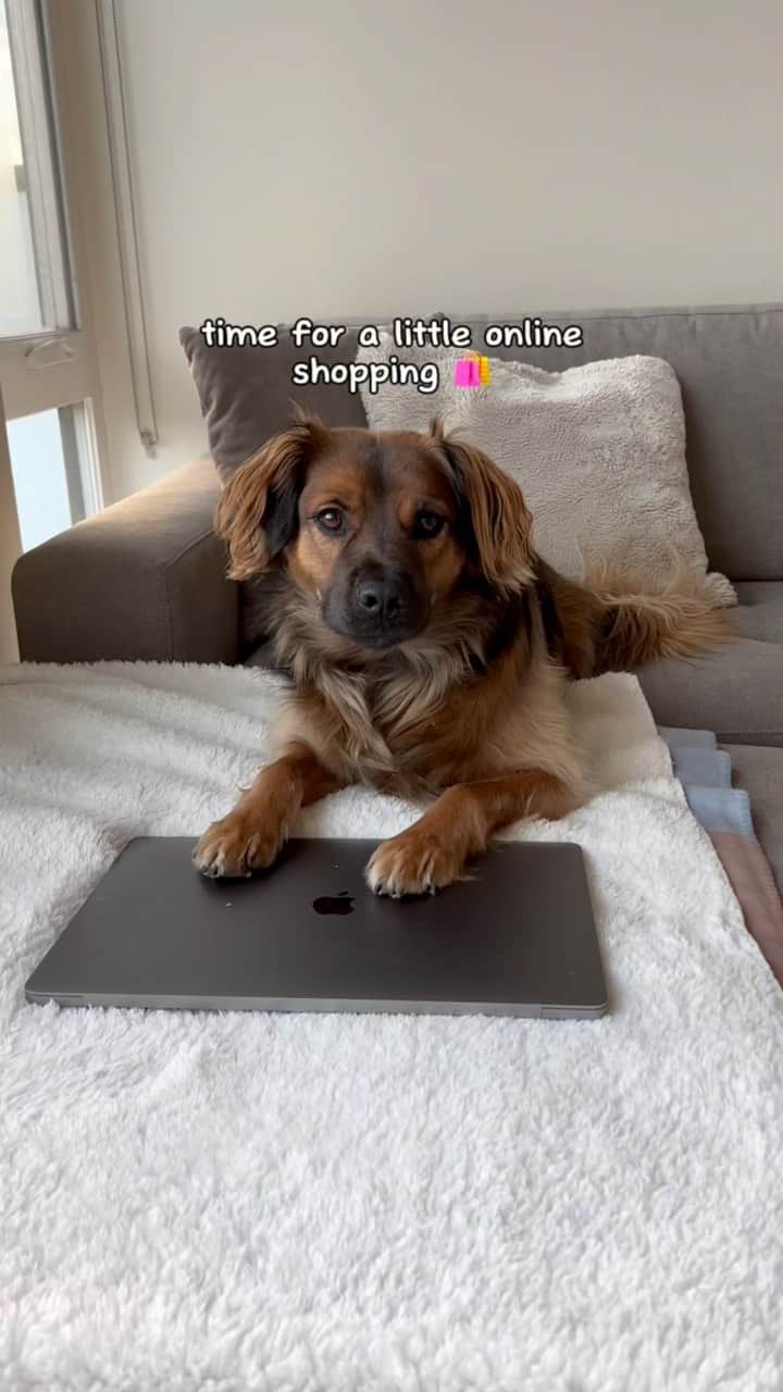 DogsOf Instagramのインスタグラム：「What do you think your dog does when you leave the house? 👀 #ad   I’d like to think Koda keeps himself occupied, but hopefully not secretly using my credit card to buy his essentials and toys 😅 all dogs have their different essentials, and for some dogs this includes medication and supplements.   Galliprant is a non-steroidal anti-inflammatory drug that can be prescribed by your vet if your dog struggles with inflammation, arthritis, and / or joint pain. It can be a great option for older dogs, working dogs, or highly-active dogs. Next time you are at your vet, let them know if you think Galliprant may be a great option for your dog!   #galliprant #dogsofinstagram #dogjointhealth」