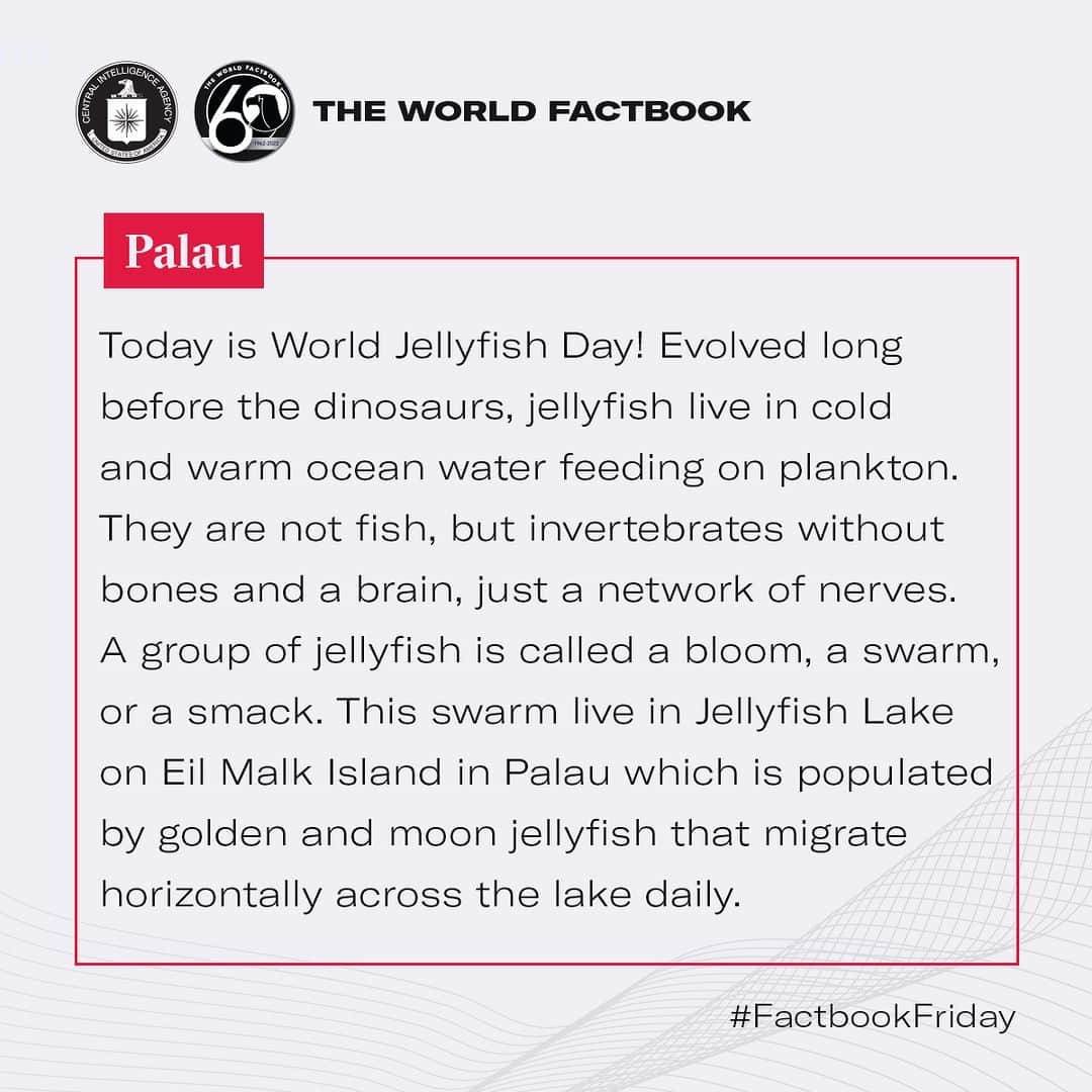 CIAさんのインスタグラム写真 - (CIAInstagram)「Our #WorldFactbook friends tell us it's World Jellyfish Day.   #DYK that jellyfish evolved long before the dinosaurs and aren't fish, but invertebrates? The swarm pictured here live in Jellyfish Lake on Eil Malk Island in Palau.  #FactbookFriday #Palau」11月4日 0時53分 - cia