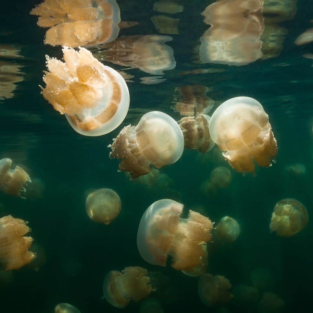 CIAさんのインスタグラム写真 - (CIAInstagram)「Our #WorldFactbook friends tell us it's World Jellyfish Day.   #DYK that jellyfish evolved long before the dinosaurs and aren't fish, but invertebrates? The swarm pictured here live in Jellyfish Lake on Eil Malk Island in Palau.  #FactbookFriday #Palau」11月4日 0時53分 - cia