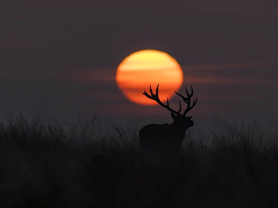 Canon UKさんのインスタグラム写真 - (Canon UKInstagram)「The kind of thing people wouldn't believe without photographic evidence 📸  On his fourth visit of the year to White Edge Moor in the Peak District, Robert managed to capture this breath-taking scene.   The early morning start, determination in lining up the stag with the sunrise and his dance around to get the perfect angle, proved to be so worthwhile.    📷 by @outdoor.life.photography   Camera: EOS R6 Mark II Lens: EF 300 2.8 L IS MK1  Shutter Speed: 1/500, Aperture: f/2.8, ISO 300」11月4日 1時18分 - canonuk