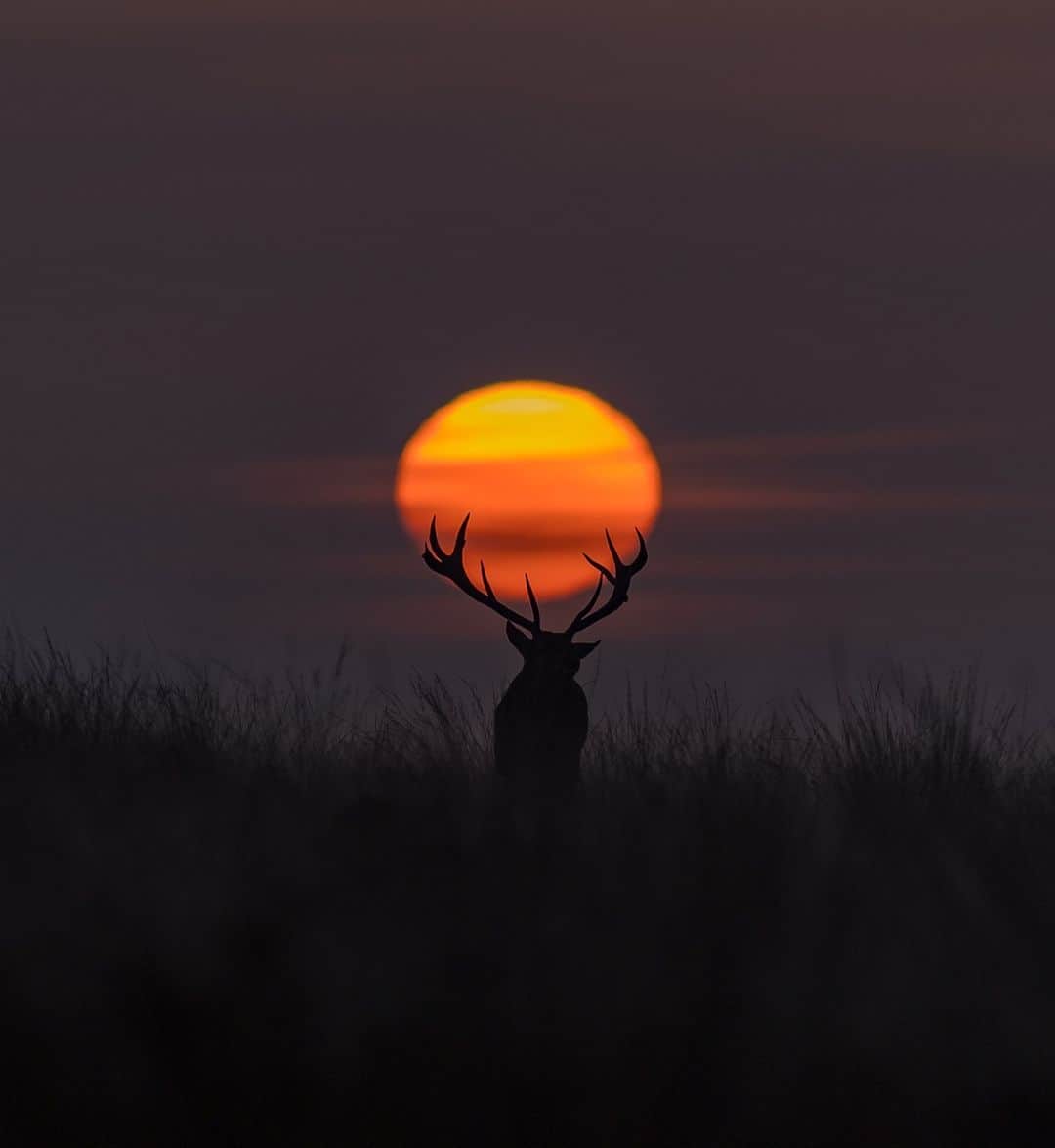 のインスタグラム：「The kind of thing people wouldn't believe without photographic evidence 📸  On his fourth visit of the year to White Edge Moor in the Peak District, Robert managed to capture this breath-taking scene.   The early morning start, determination in lining up the stag with the sunrise and his dance around to get the perfect angle, proved to be so worthwhile.    📷 by @outdoor.life.photography   Camera: EOS R6 Mark II Lens: EF 300 2.8 L IS MK1  Shutter Speed: 1/500, Aperture: f/2.8, ISO 300」