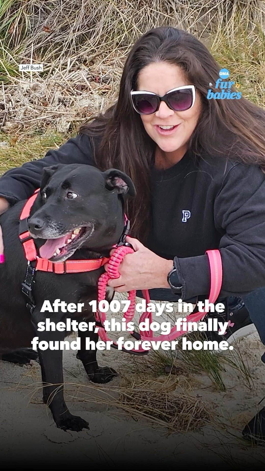 のインスタグラム：「After 1,007 days in the shelter, this dog finds her furever home! ❤️🥹  “Her smile, her story just melted my heart,” said Tessy’s adopter Jeanine Walker-Porter.  #Furbabies #Dogs #Adoption」